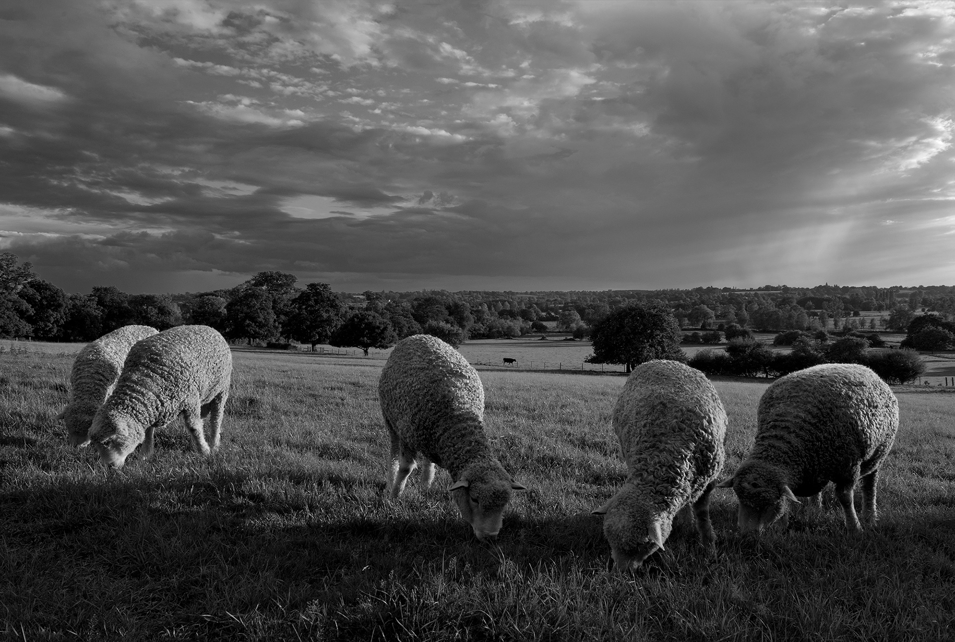 A black and white photo of five grazing sheep with the Stour valley behind, lit by low evening sunshine