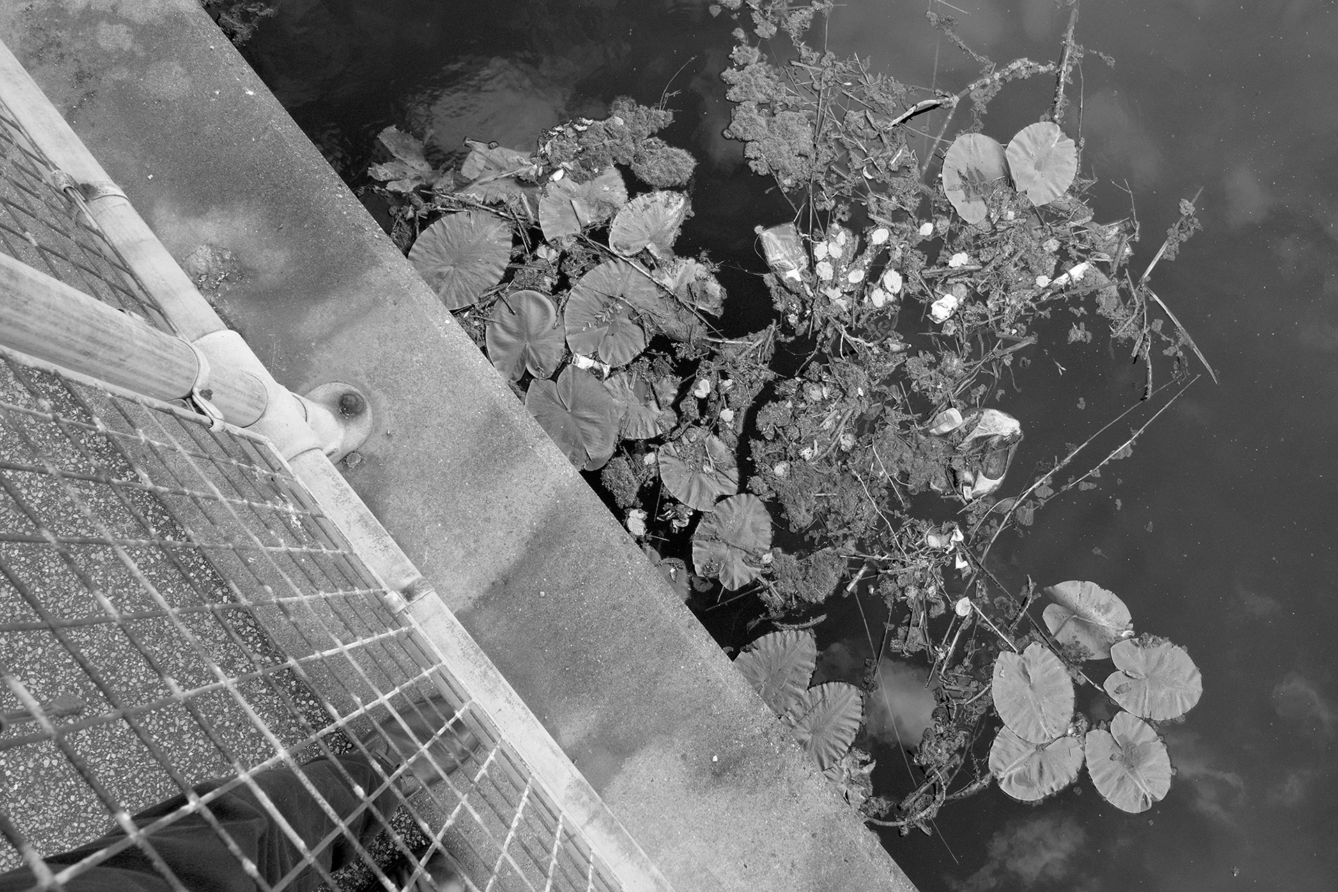A black and white photo looking down at railings, water lilies and floating refuse