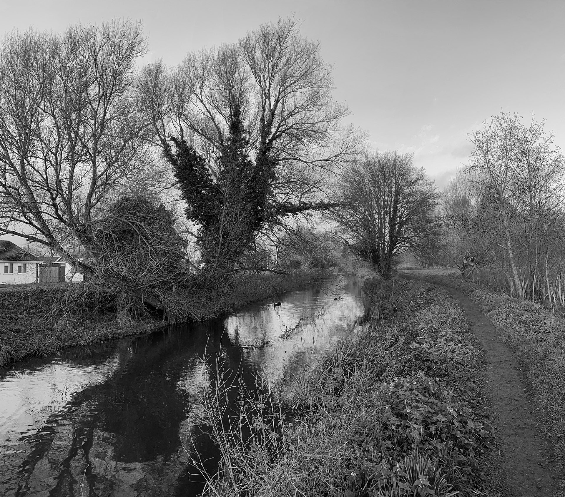 A black and white photo taken in winter of willow trees beside a river with a housing estate behind.