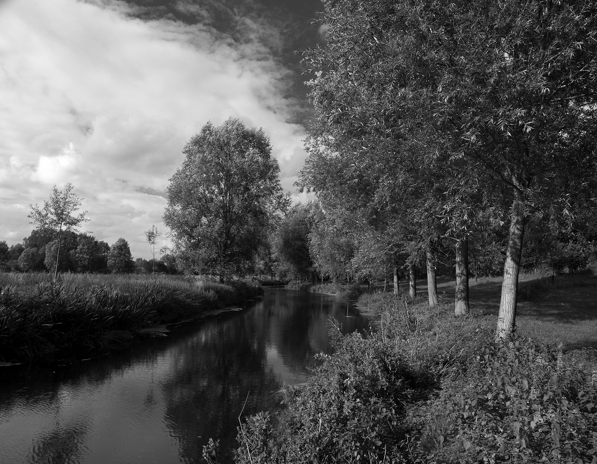 A black and white photo of willows beside a river in lowland countryside