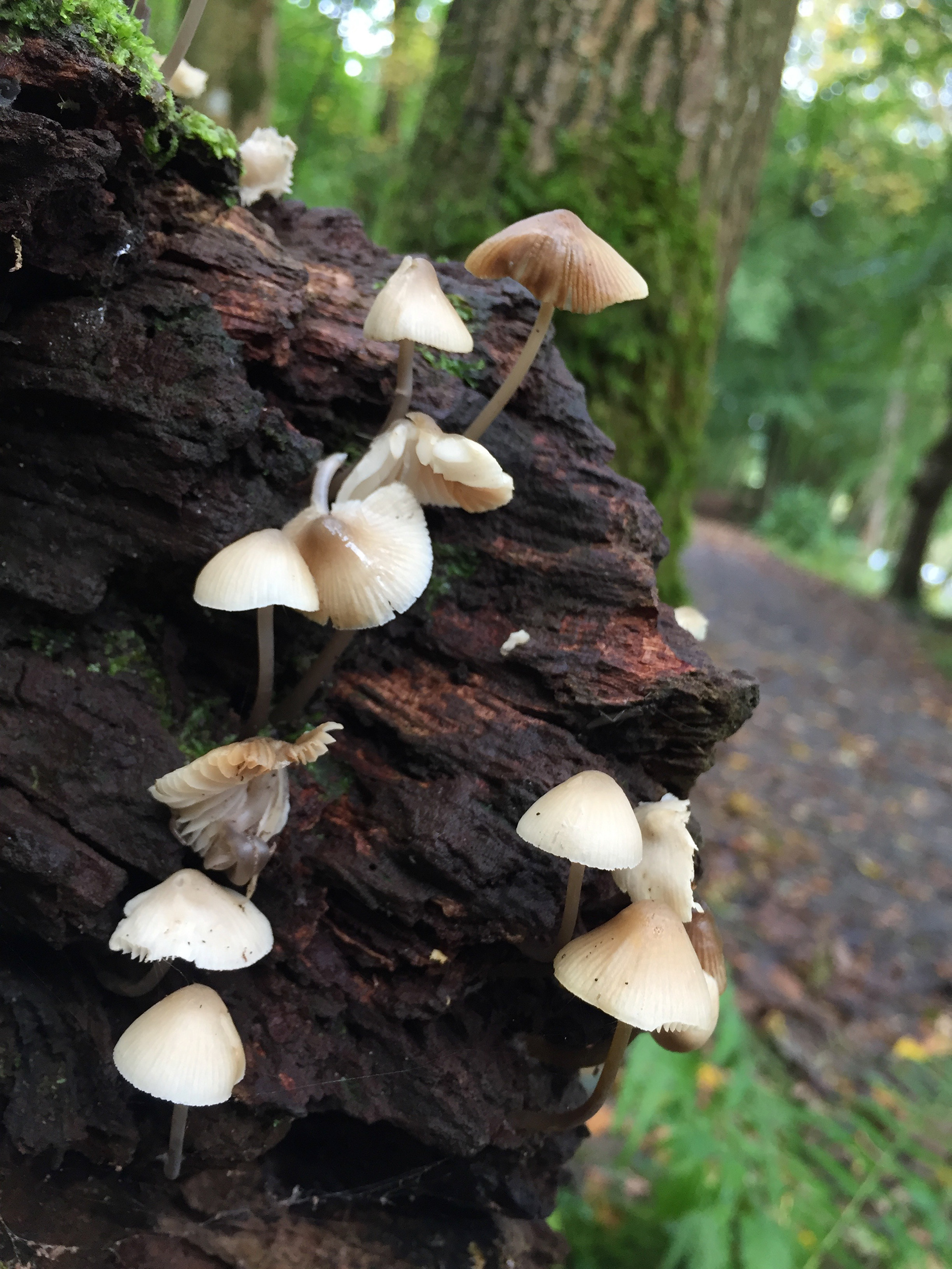 Funghi at Thruscross