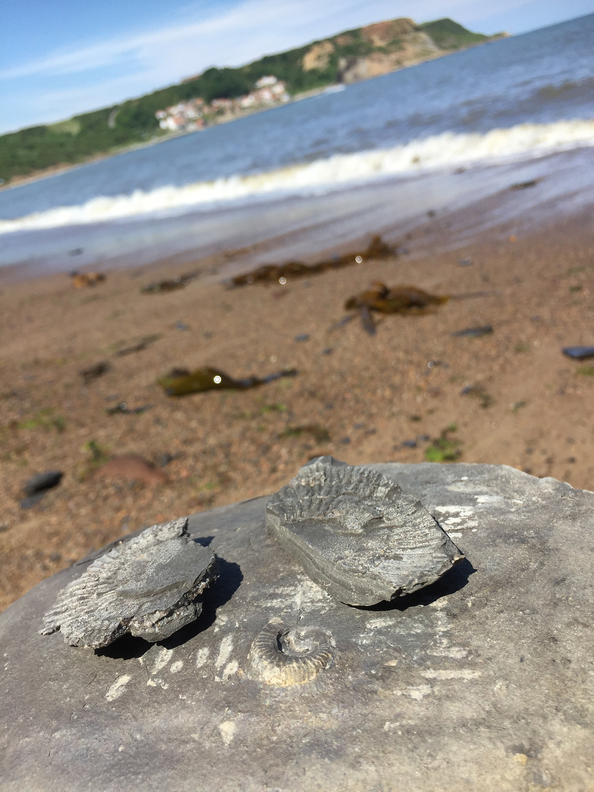 Fossils on the East Yorkshire Coast