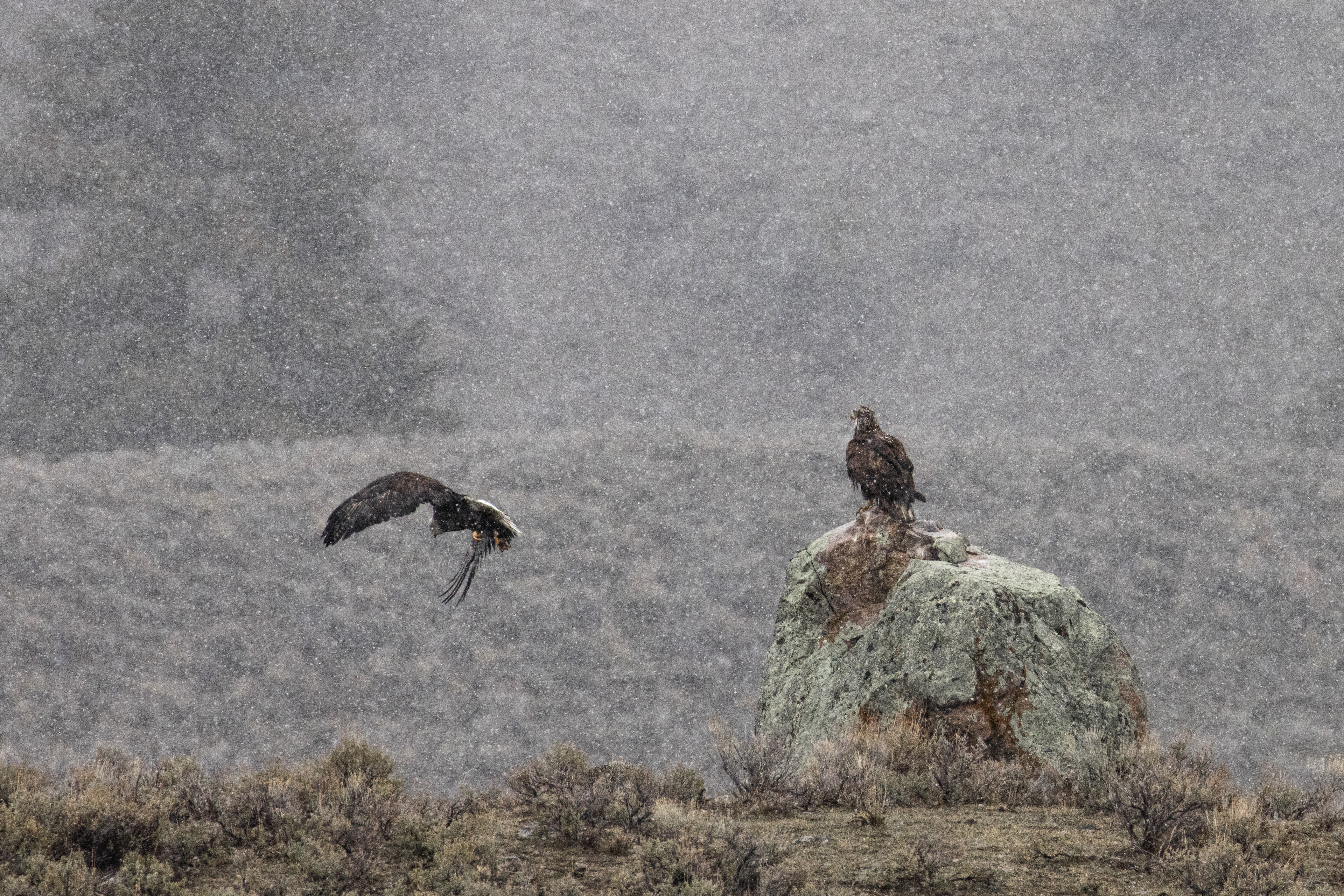 Adult & Juvenile Bald Eagle