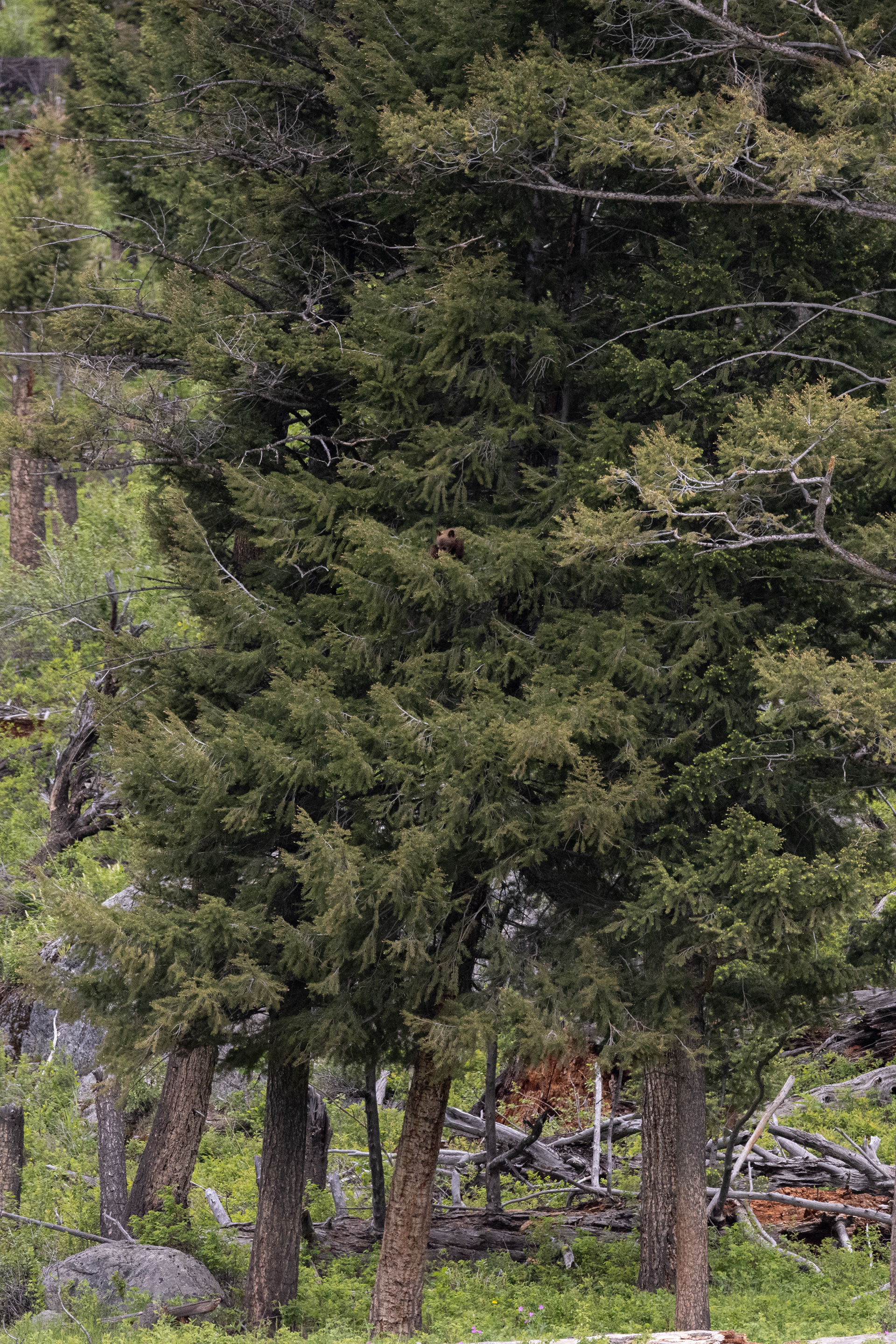 Cinnamon Black Bear COY wrestling in a tree