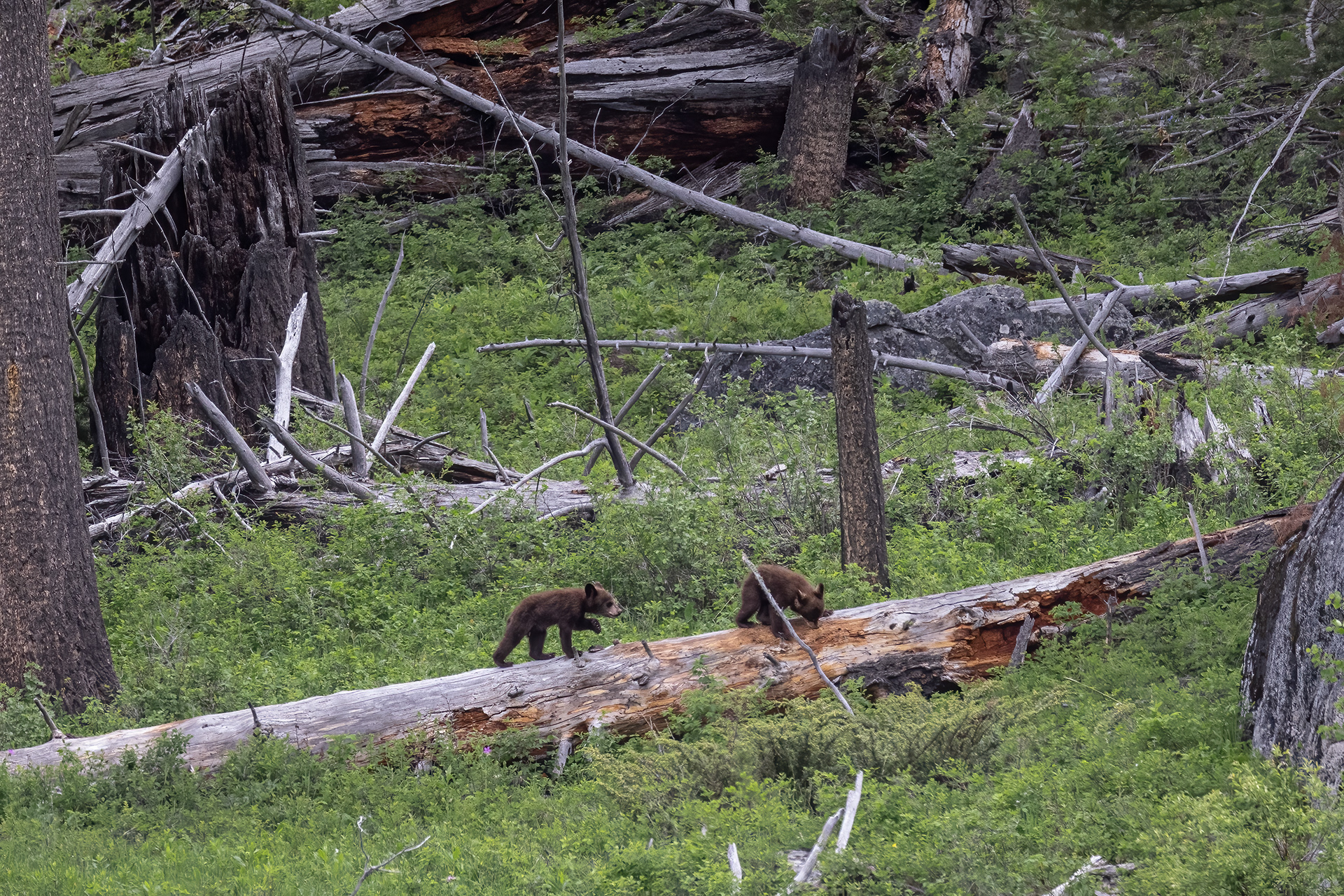 Cinnamon Black Bear COY playing on log