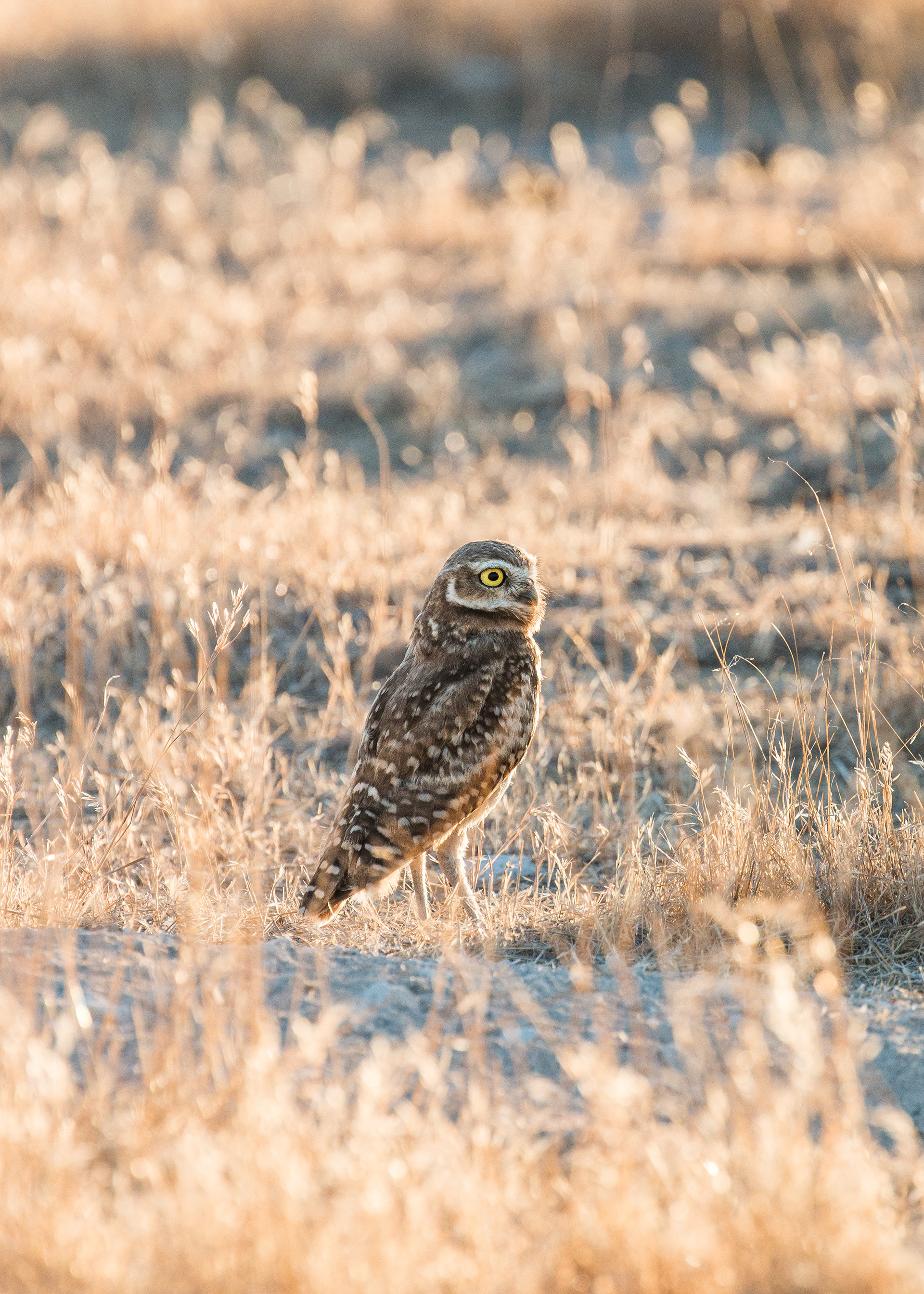 Burrowing Owl