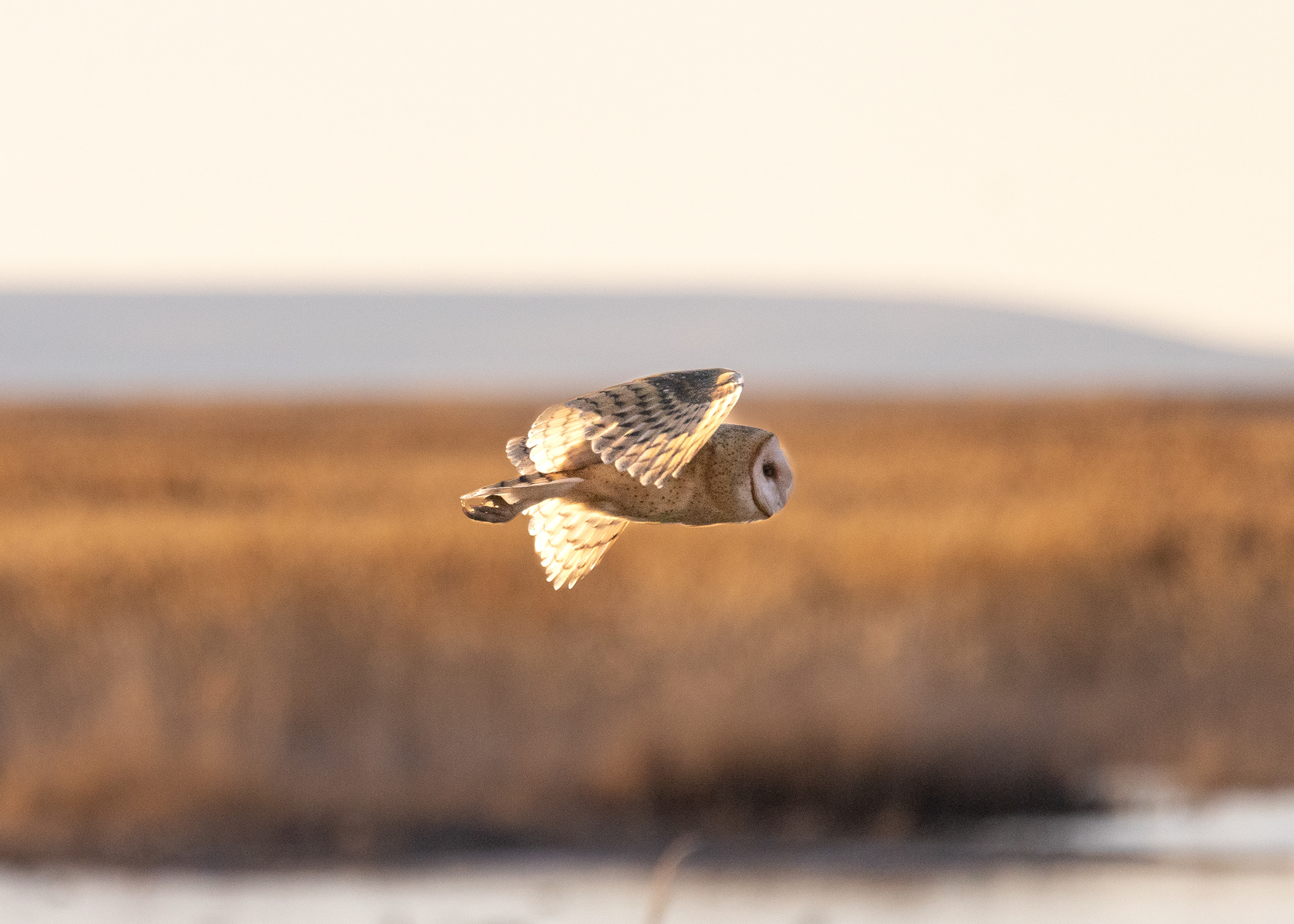 Barn Owl