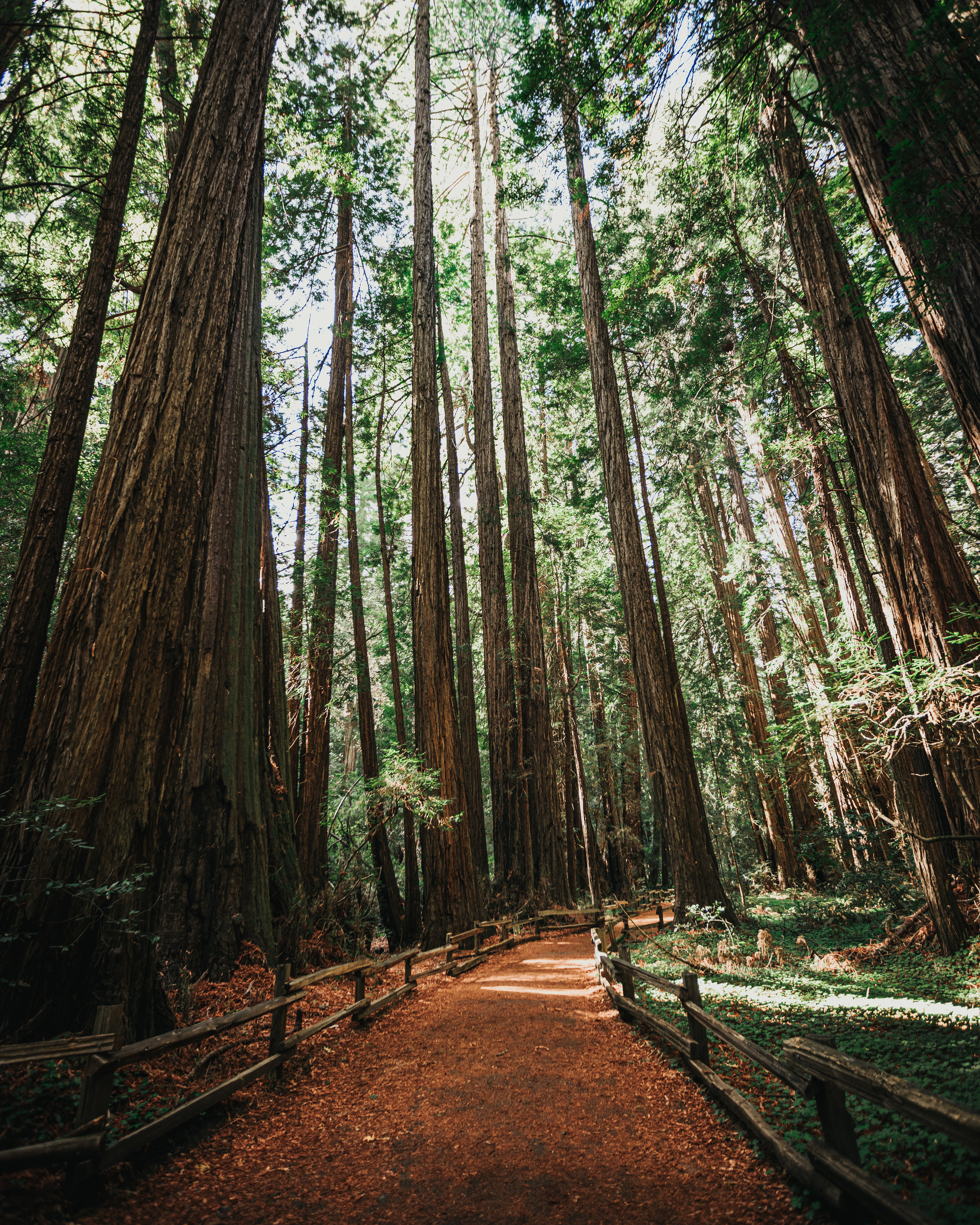 Muir Woods