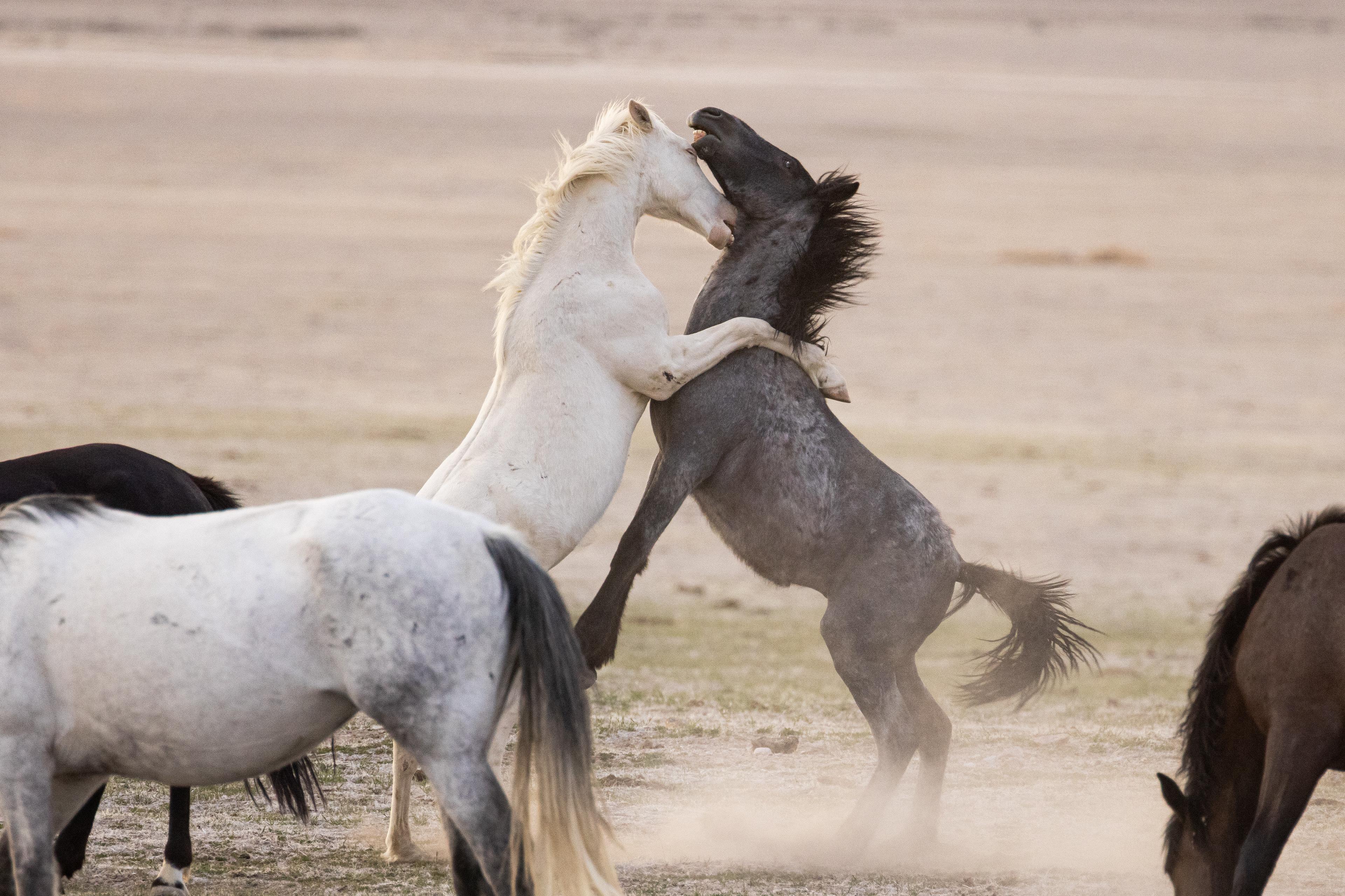 Wild Mustangs Fighting