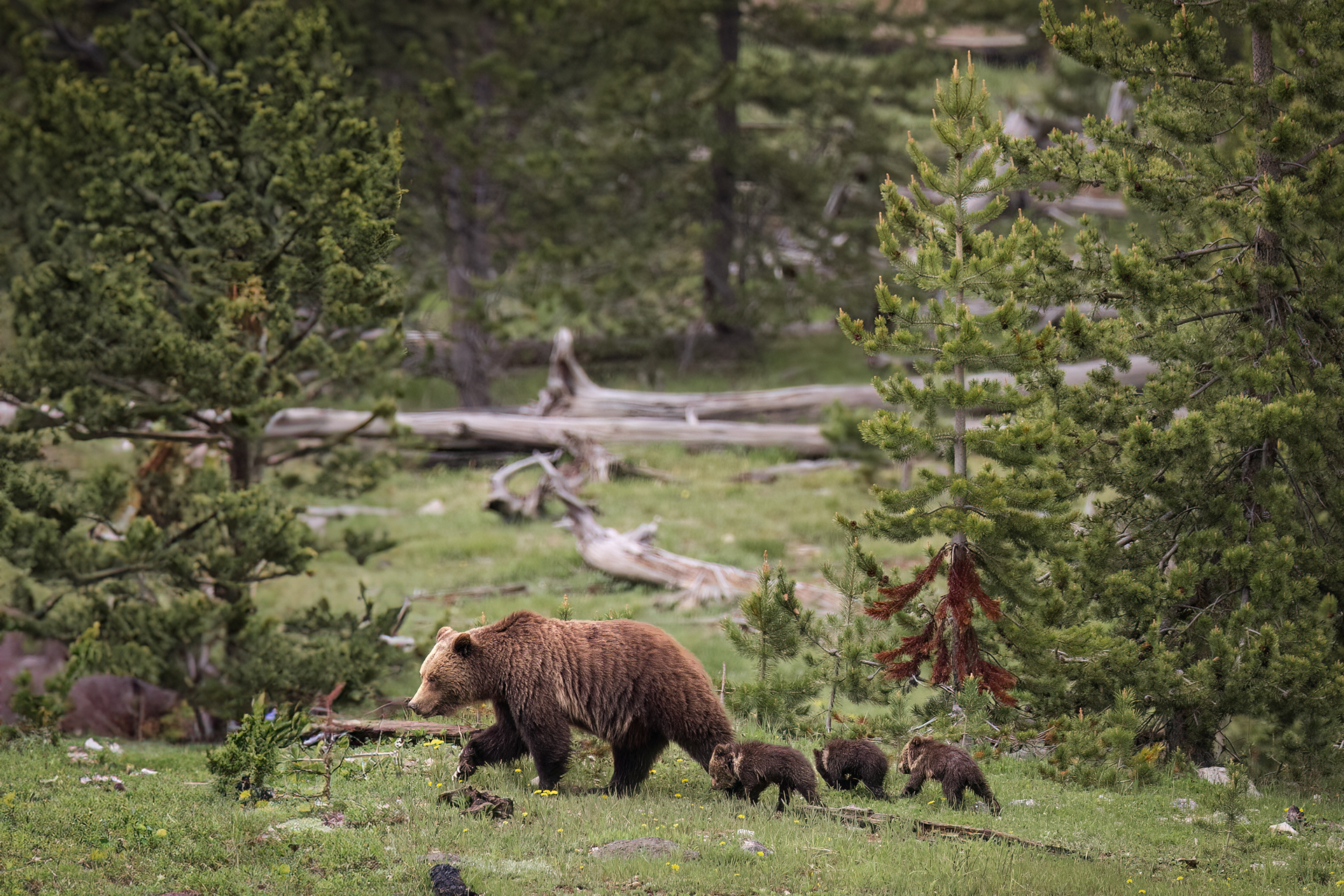 Grizzly Bear Sow (Obsidian 815) and her three new cubs