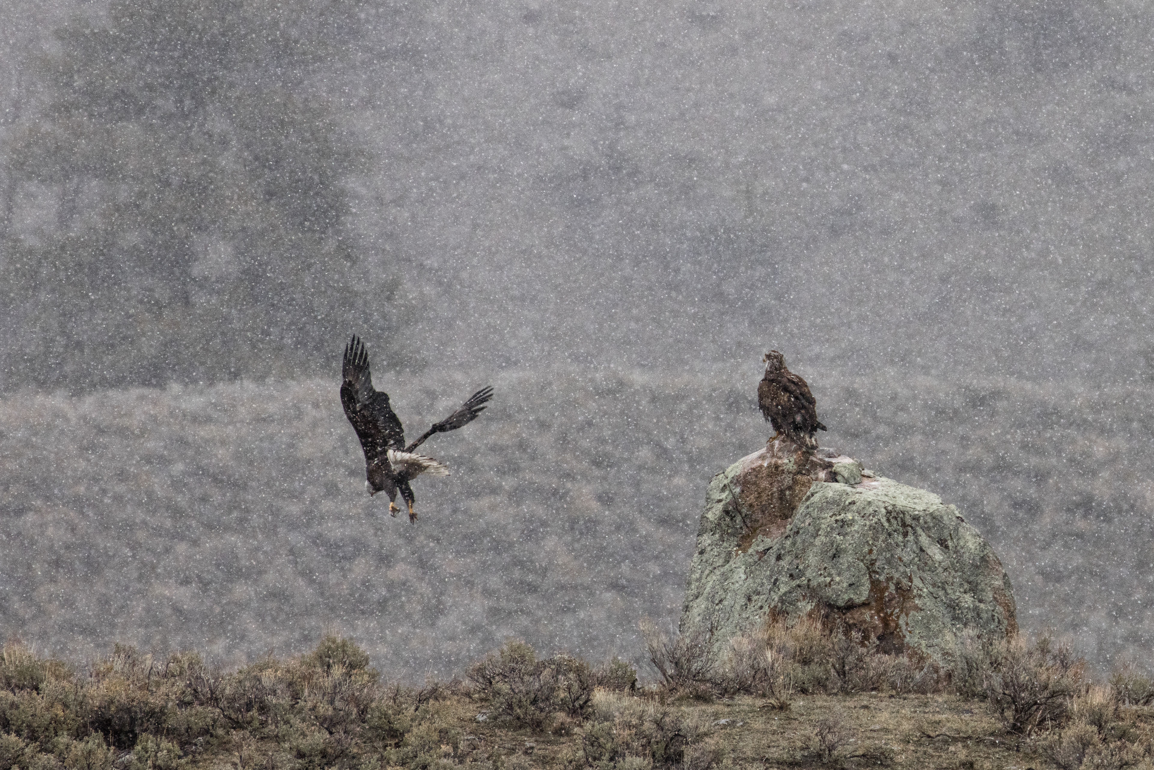 Adult & Juvenile Bald Eagle