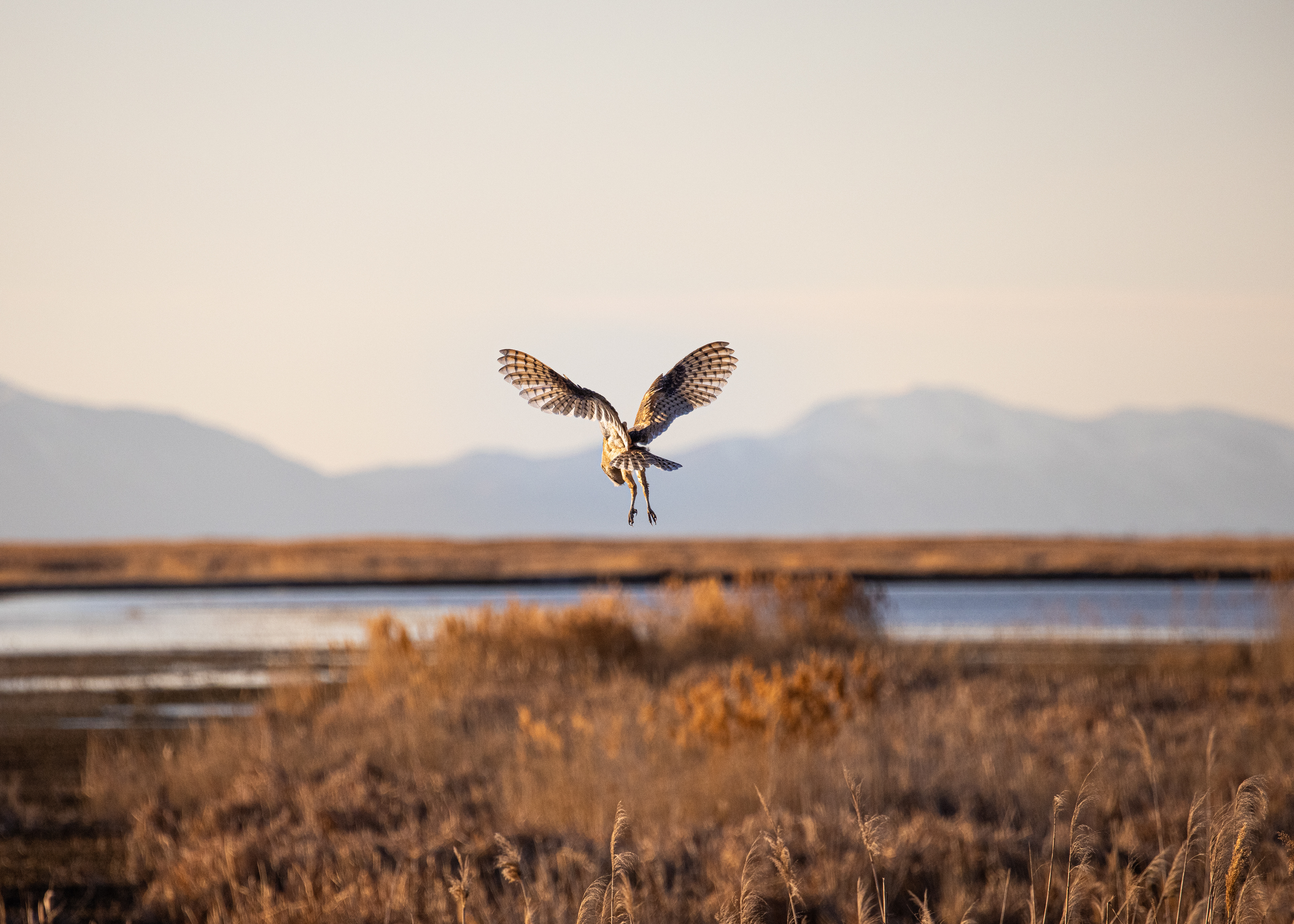 Barn Owl Scouting