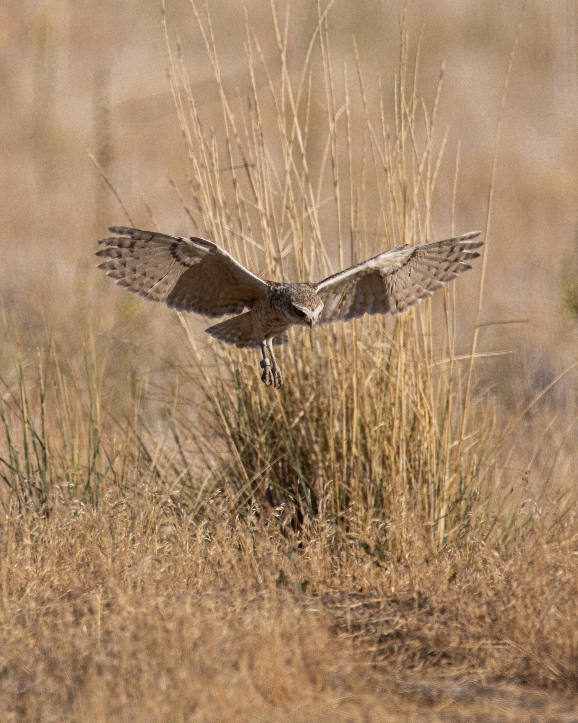 Burrowing Owl Hunting