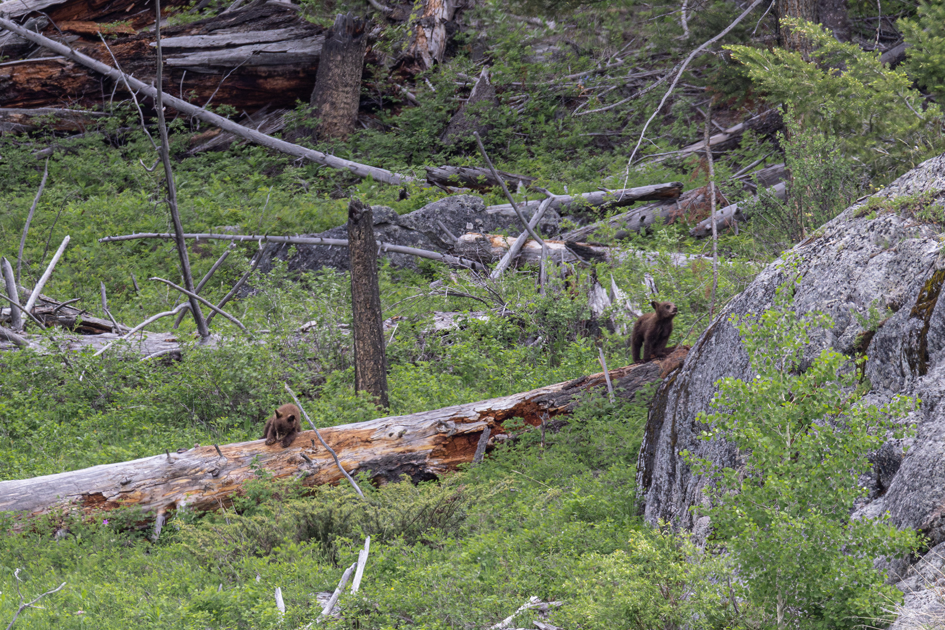 Cinnamon Black Bear COY playing on log