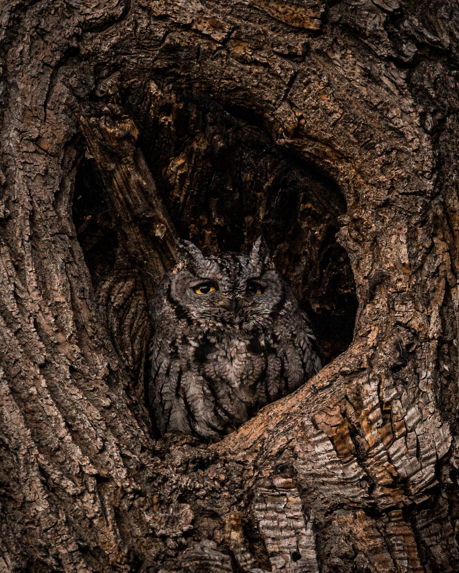 Western Screech Owl