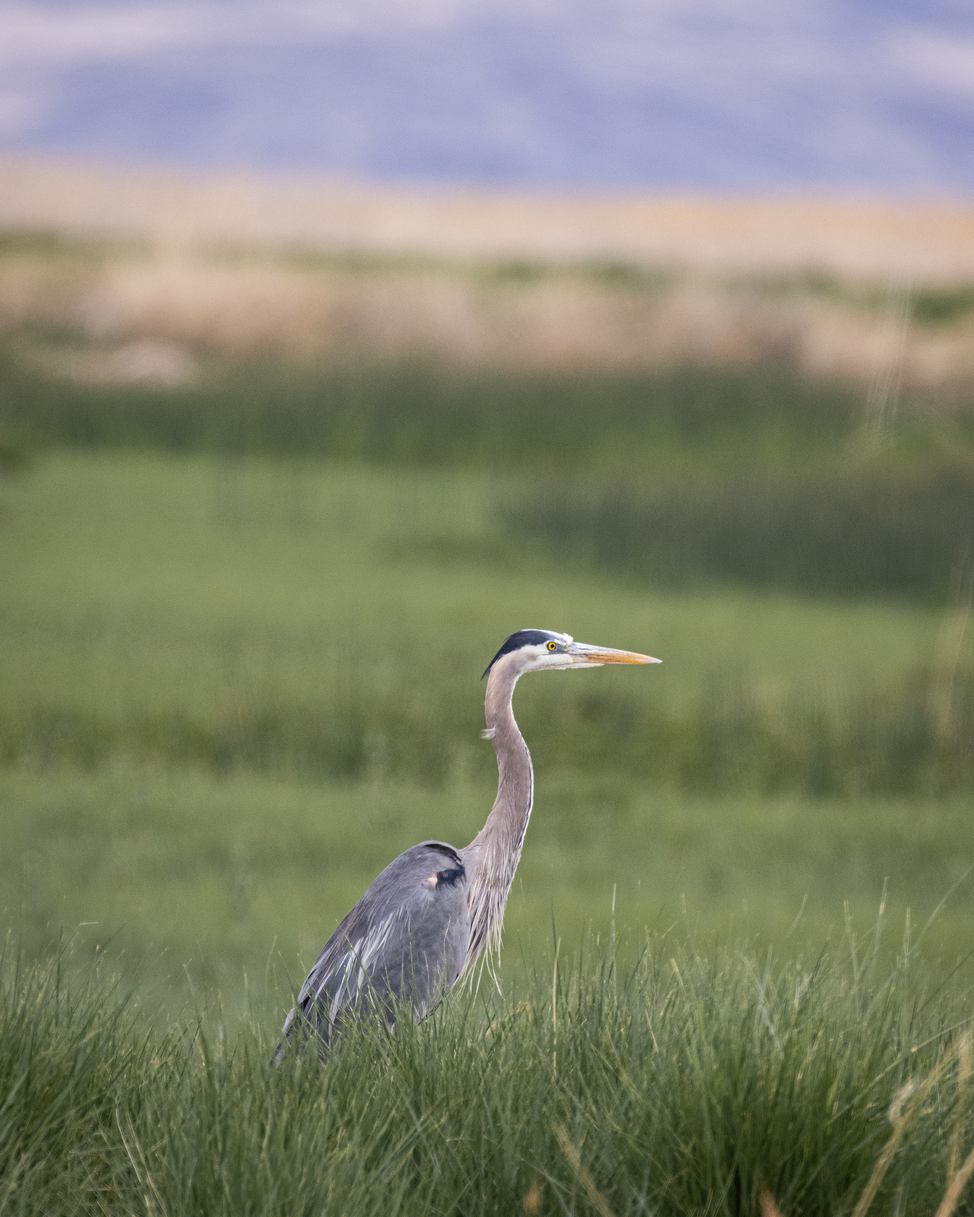 Great Blue Heron