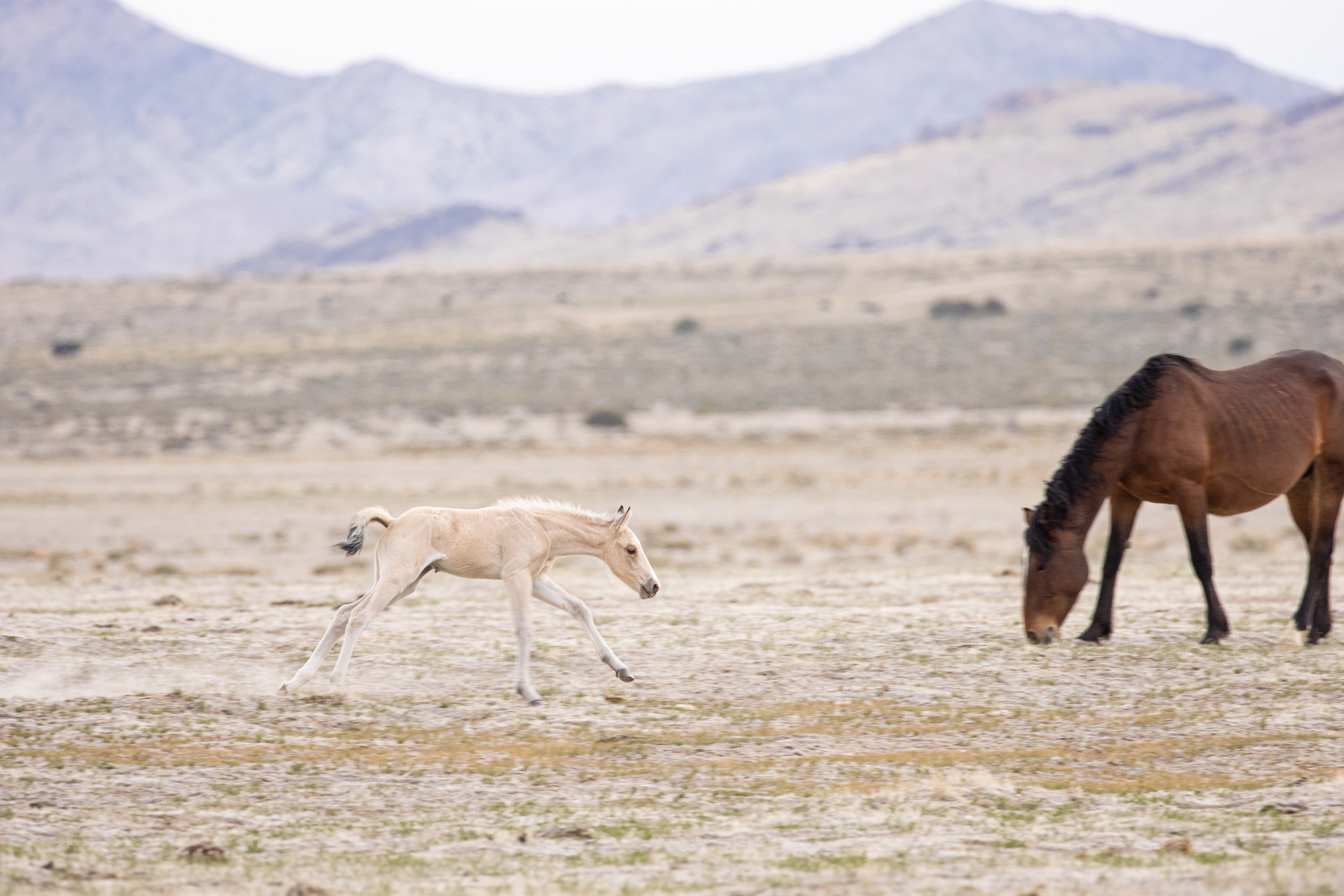 Wild Mustang Fowl Playing