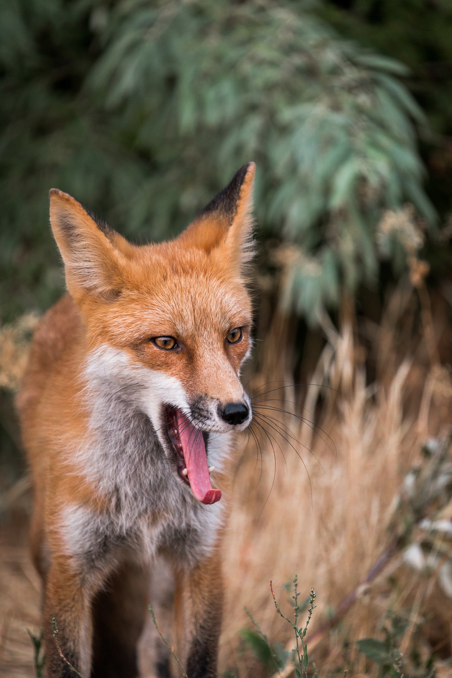 Red Fox