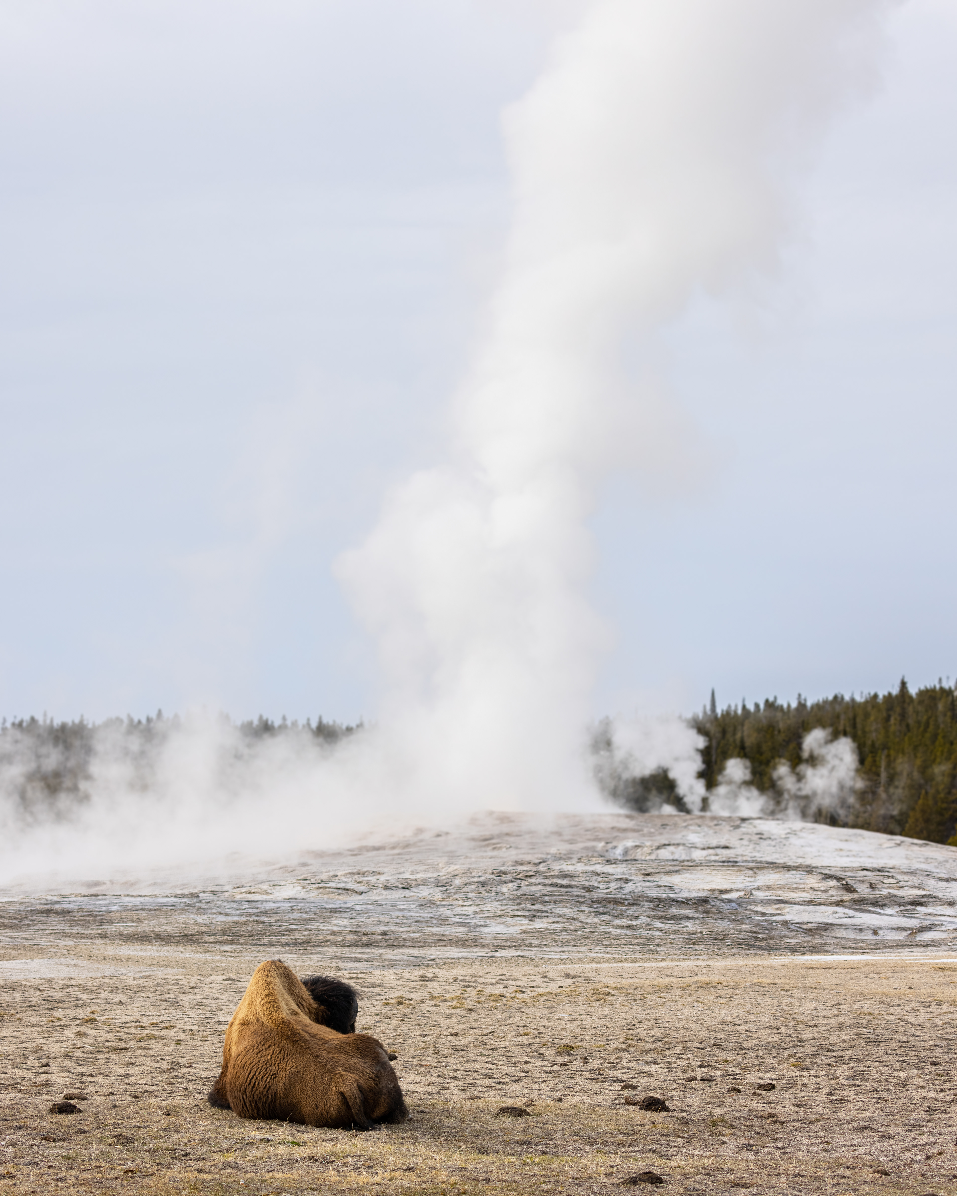 Bison at Old Faithful