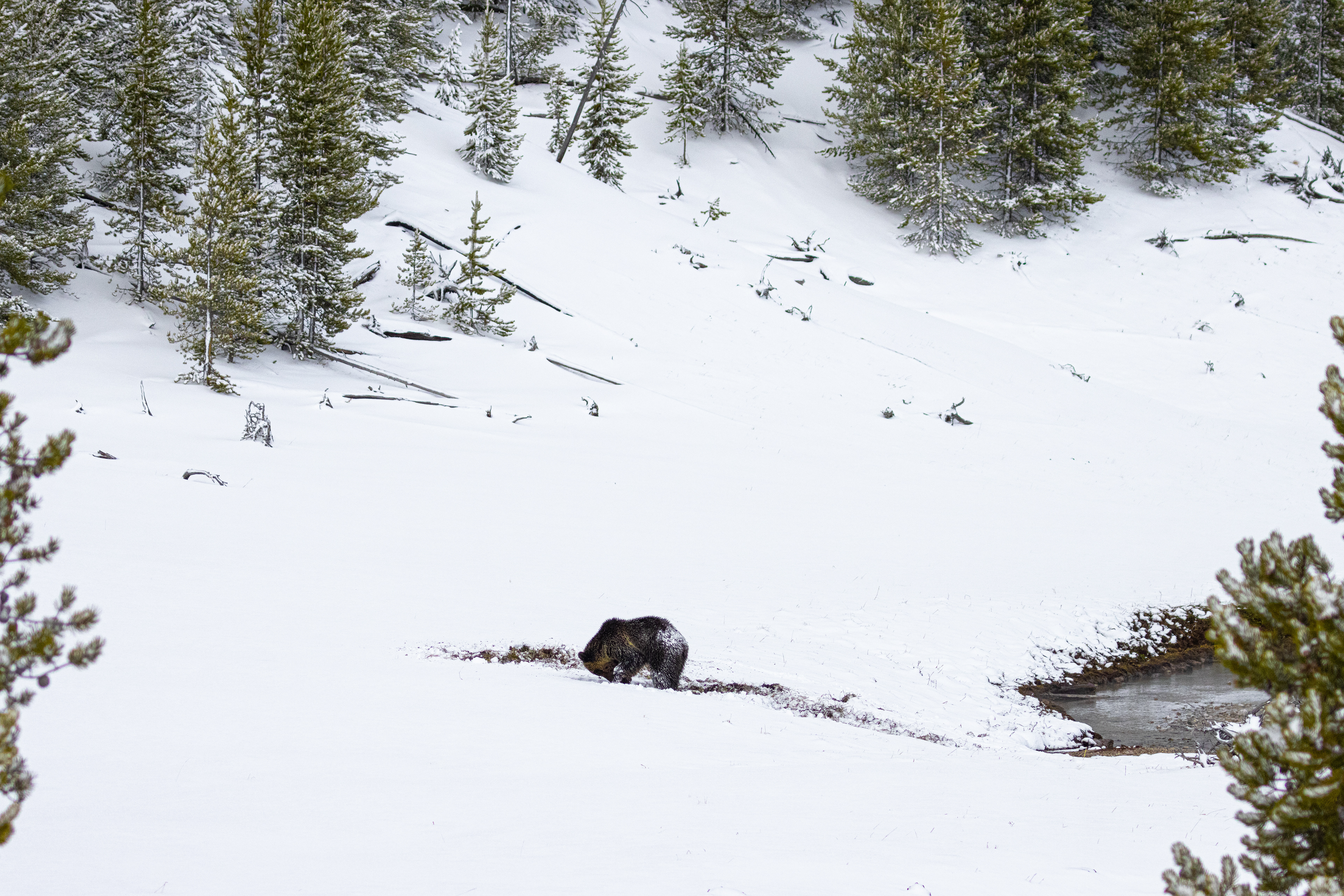 Young Grizzly Bear in Yellowstone - Digging for food