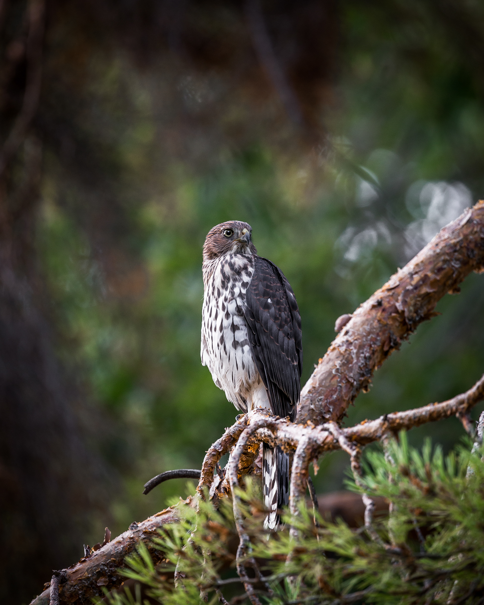 Coopers Hawk