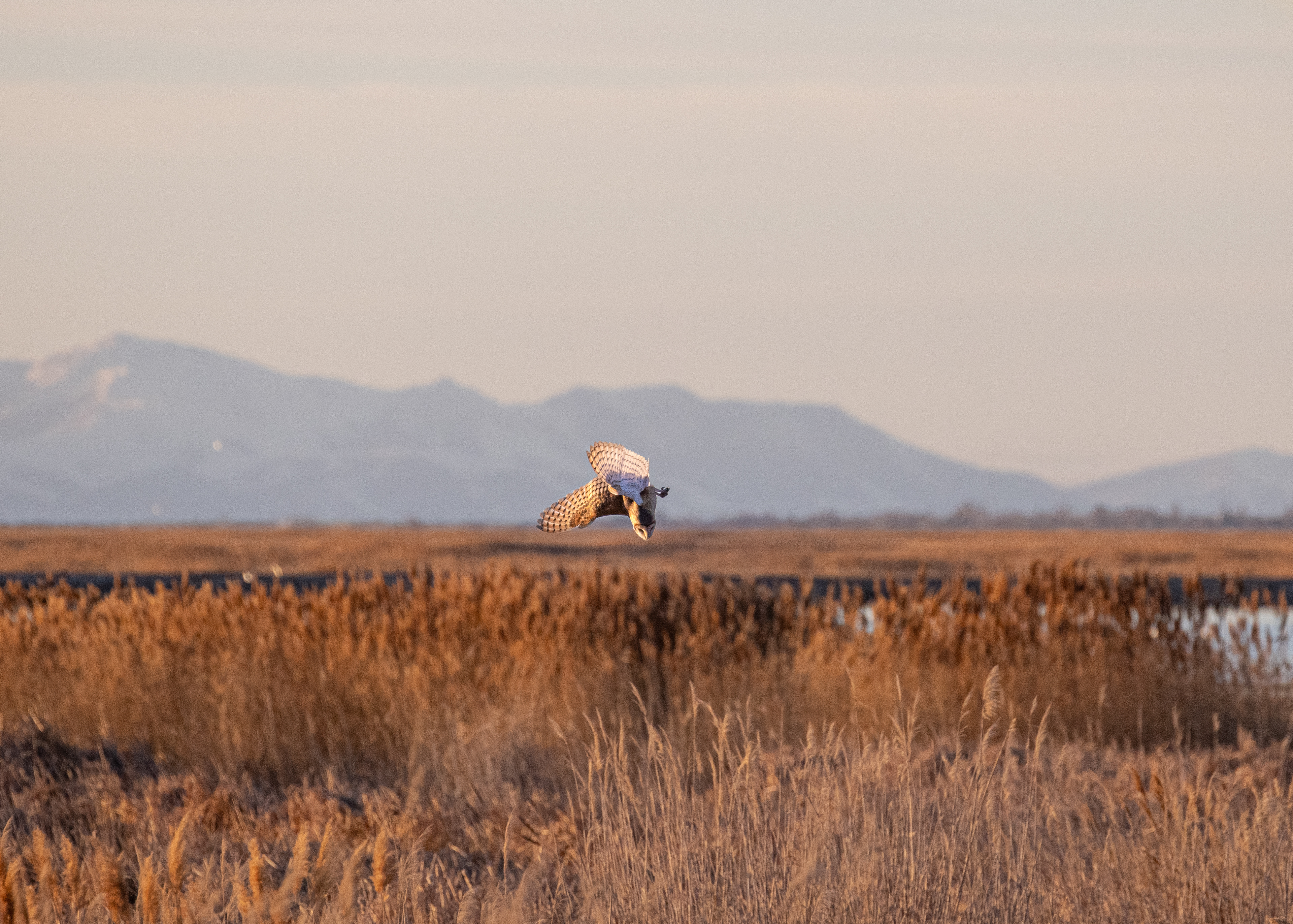 Barn Owl diving for the kill