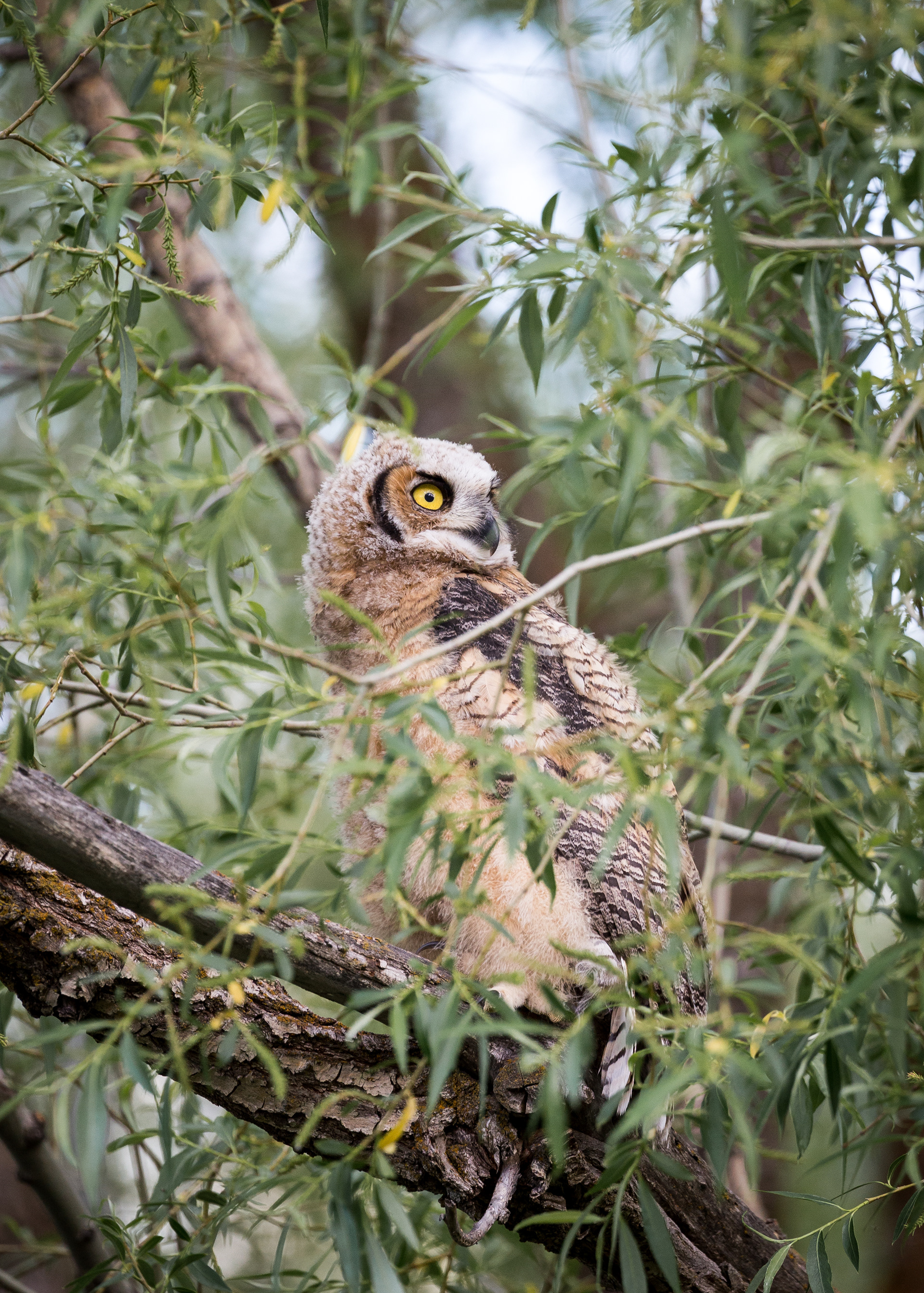 Great Horned Owlet