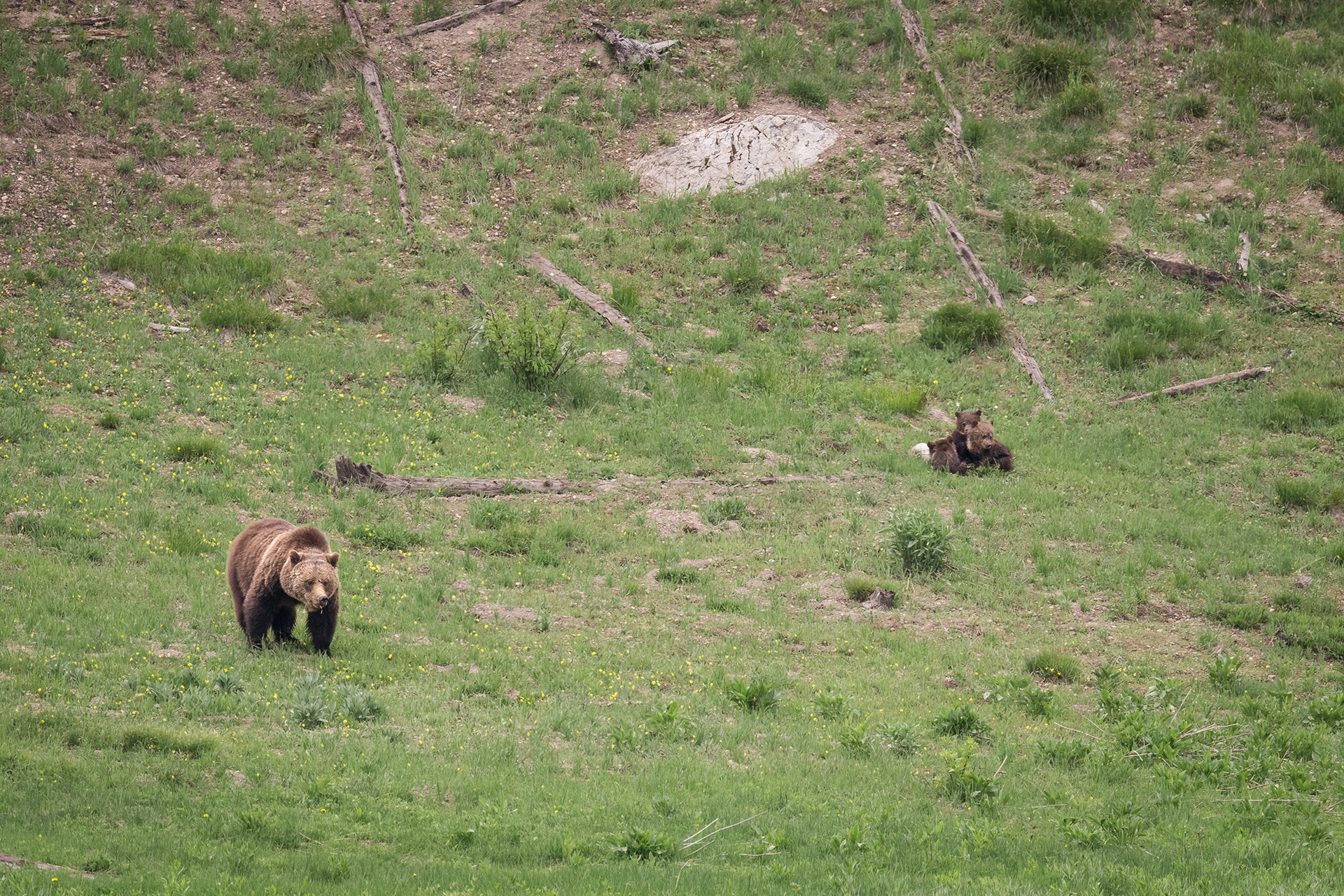Grizzly Bear Sow (Obsidian 815) and her three new cubs