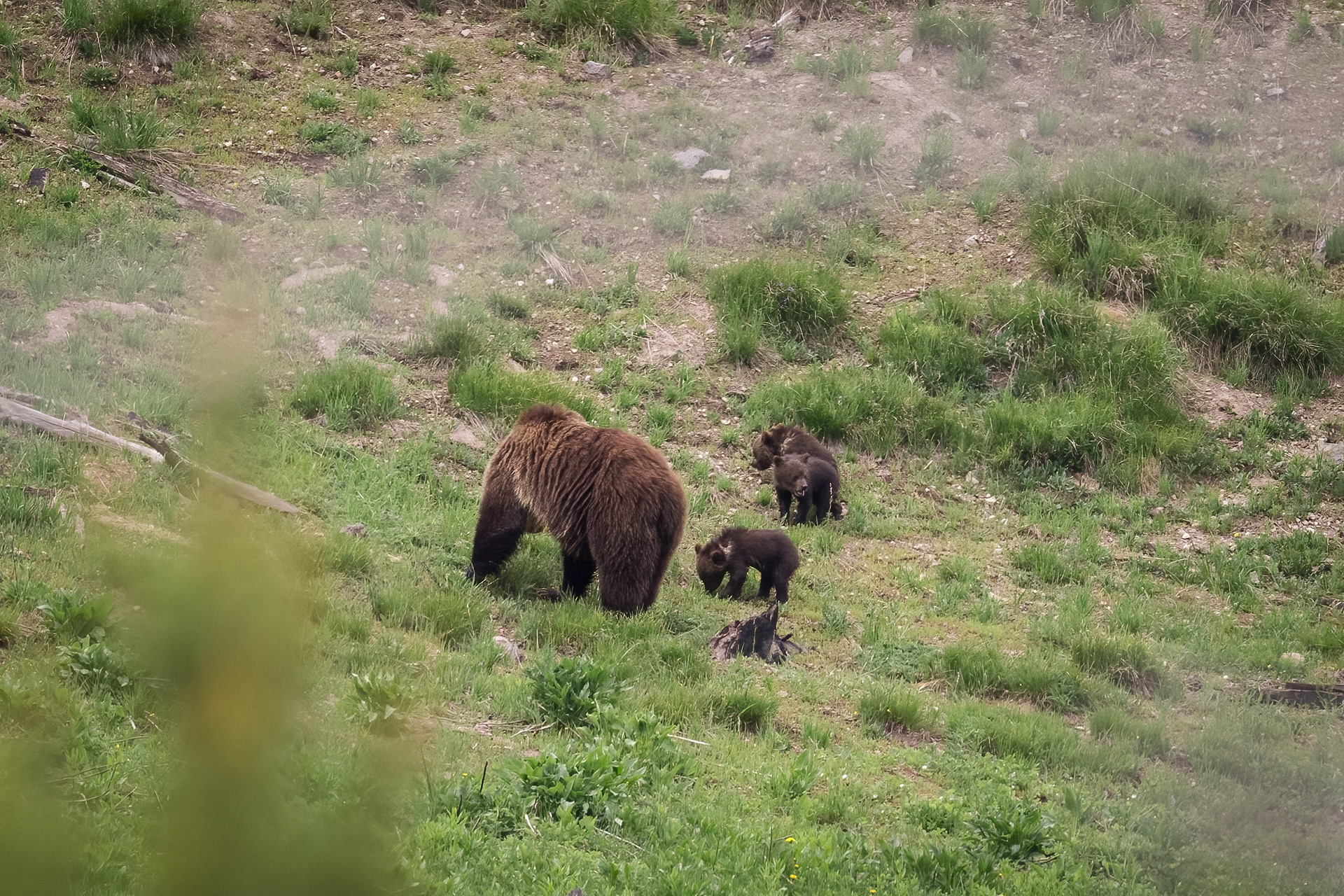 Grizzly Bear Sow (Obsidian 815) and her three new cubs