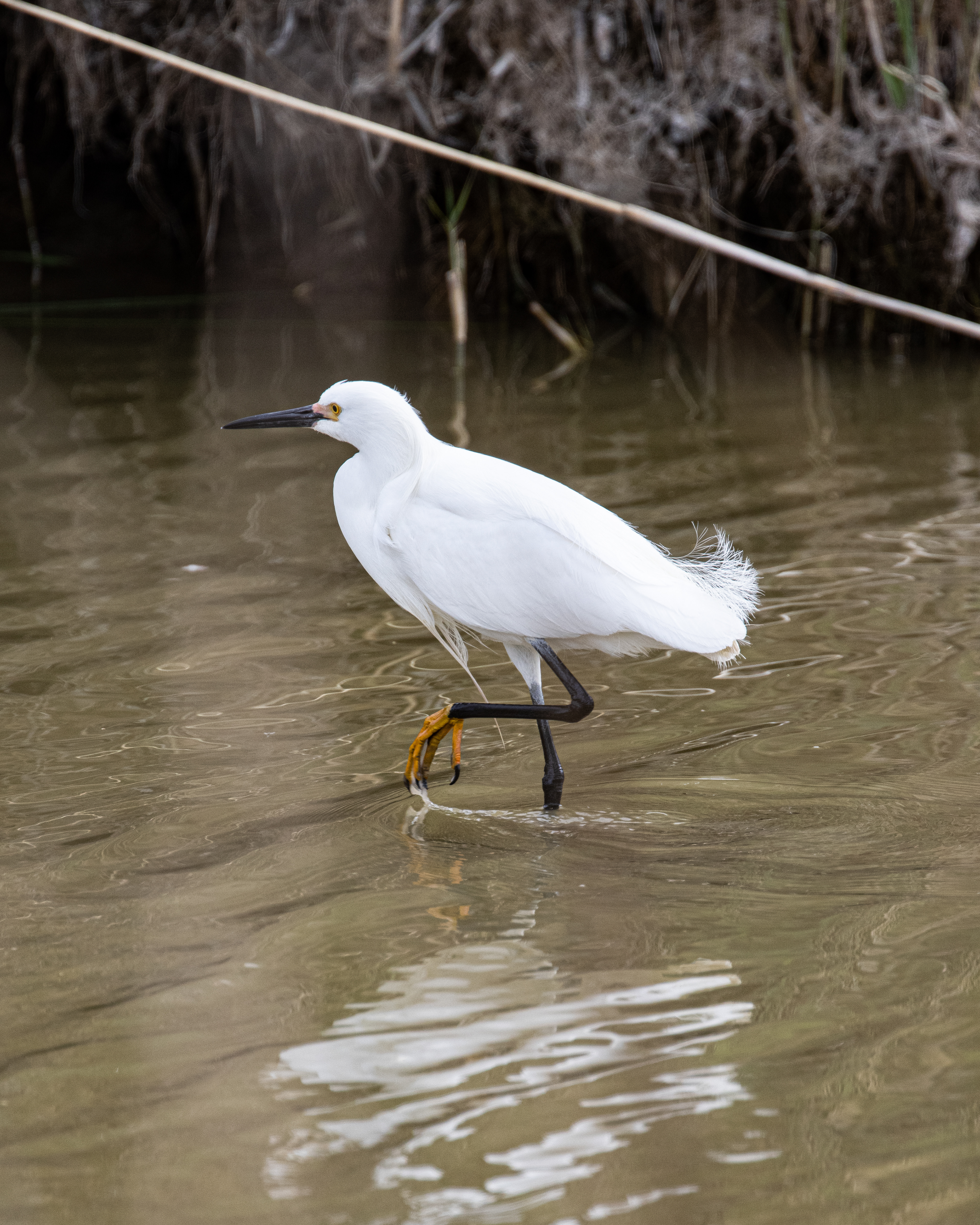Snowy Egret