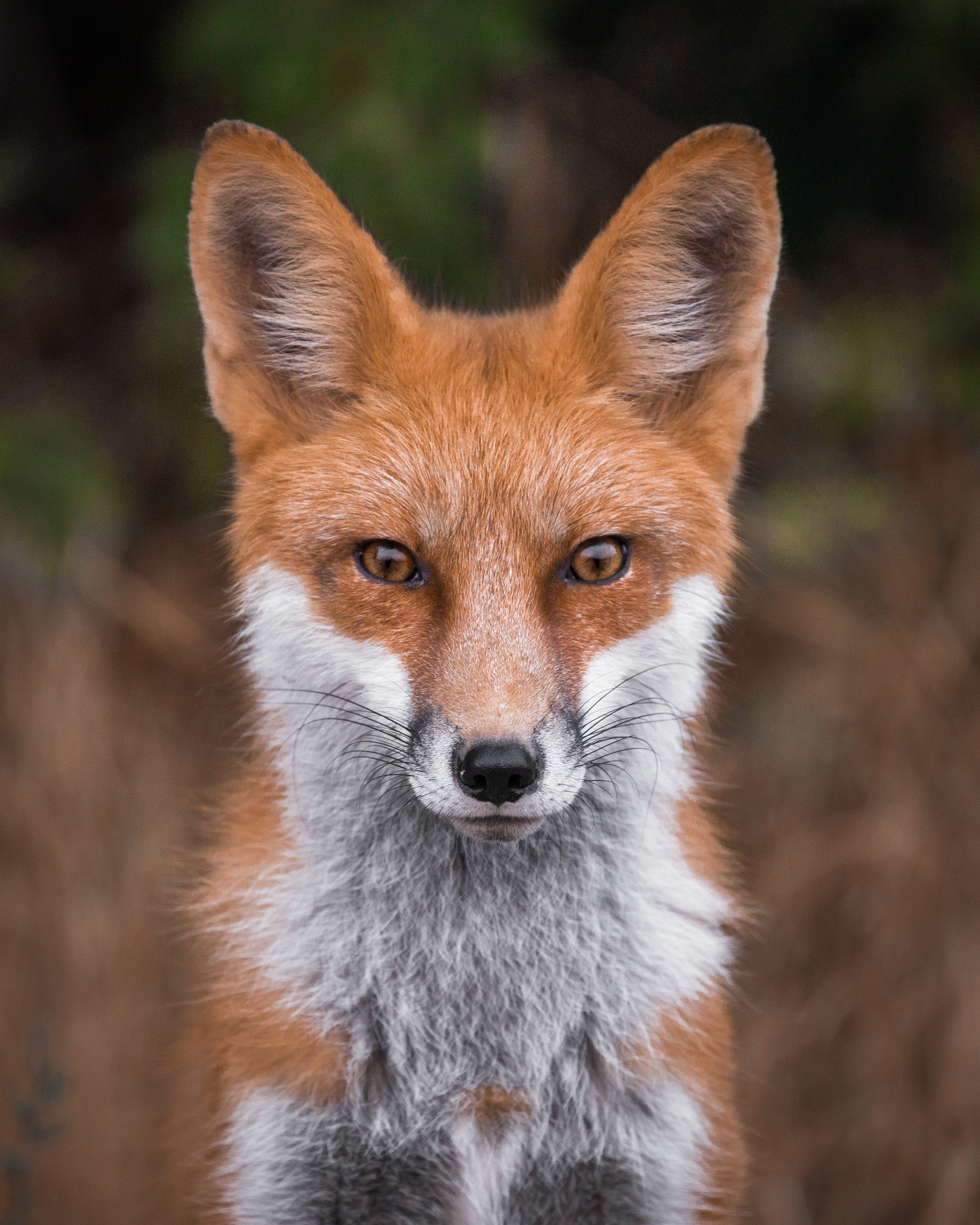 Red Fox