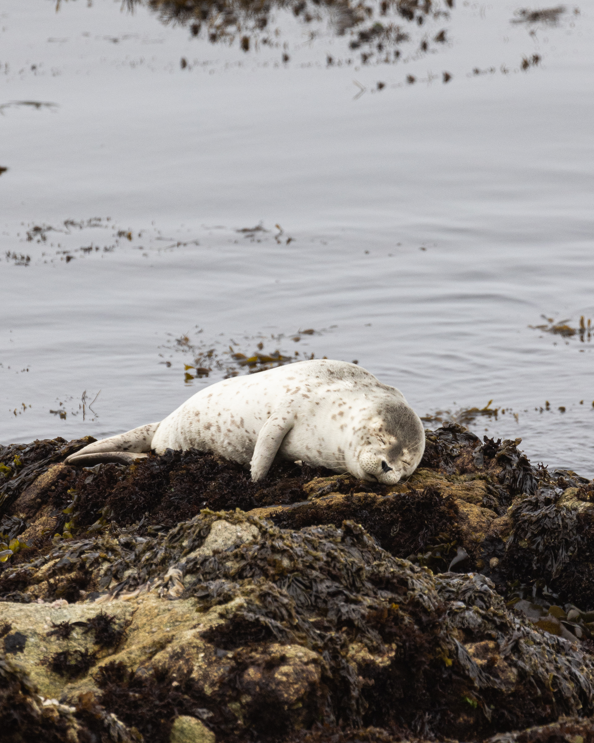 Sleepy Seal near Pebble Beach, CA