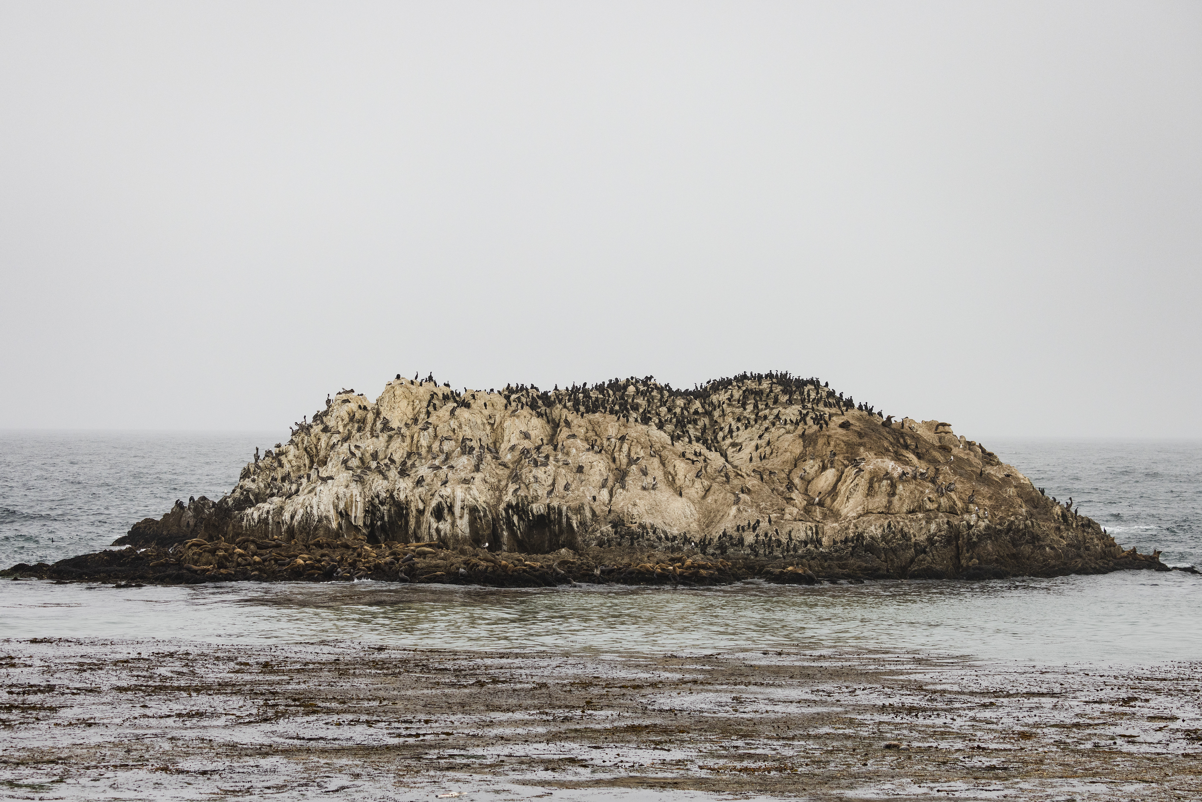 "Bird Rock" near Pebble Beach