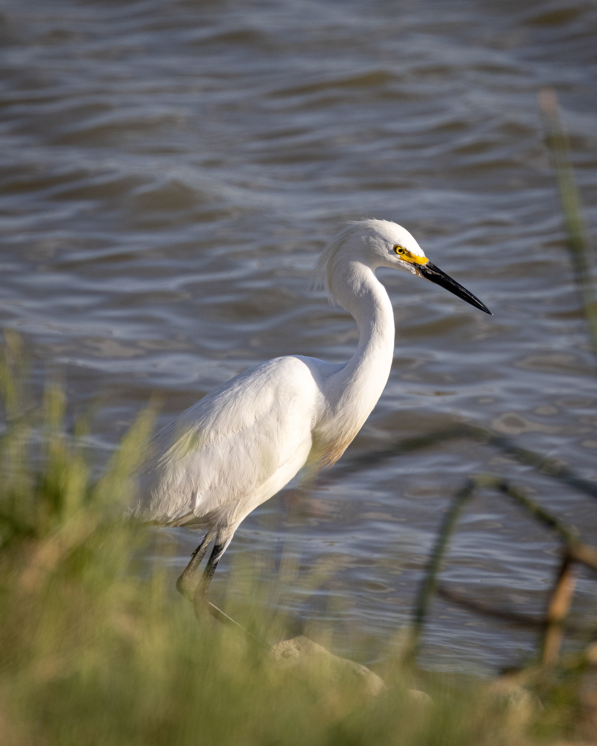 Snowy Egret
