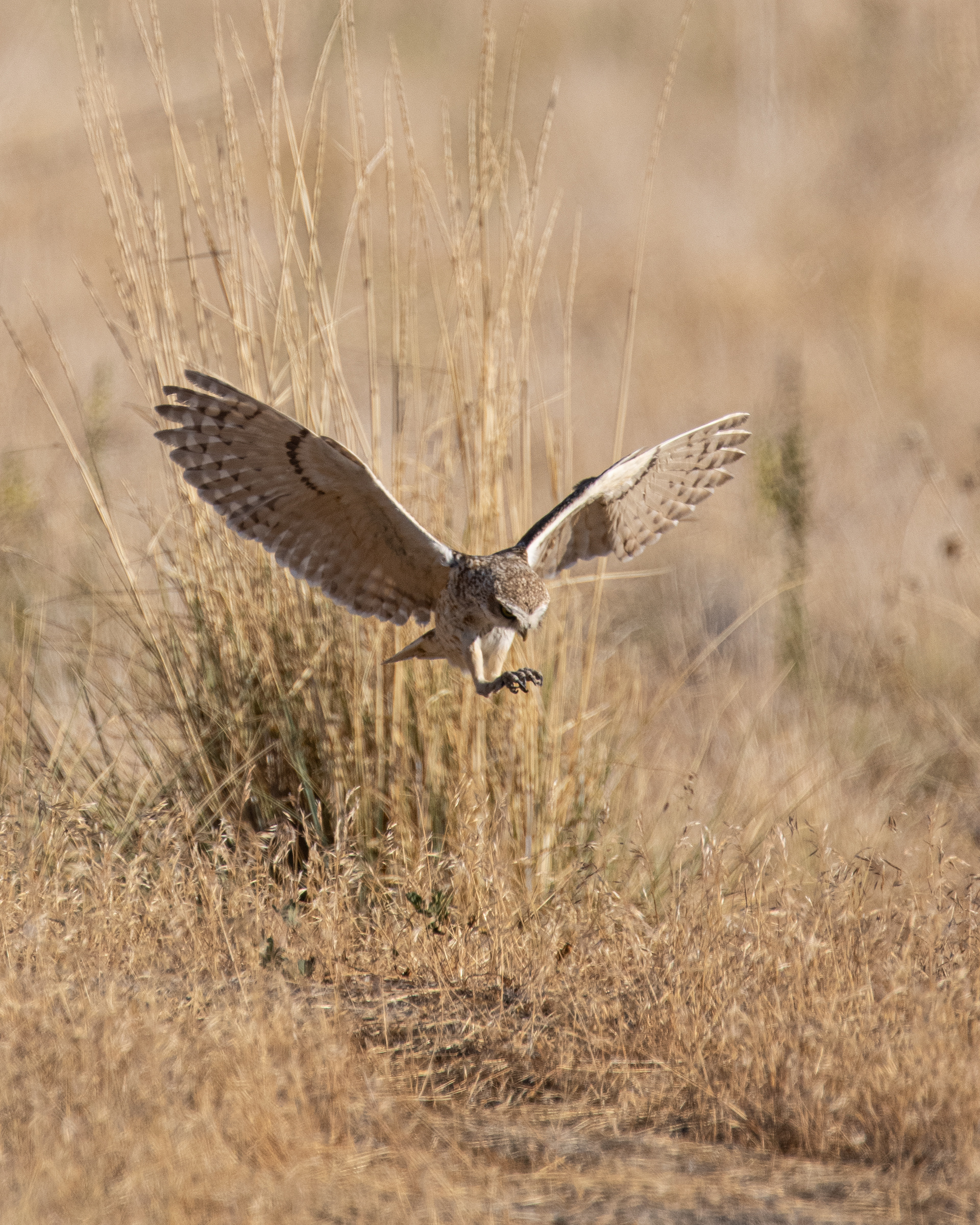 Burrowing Owl Hunting