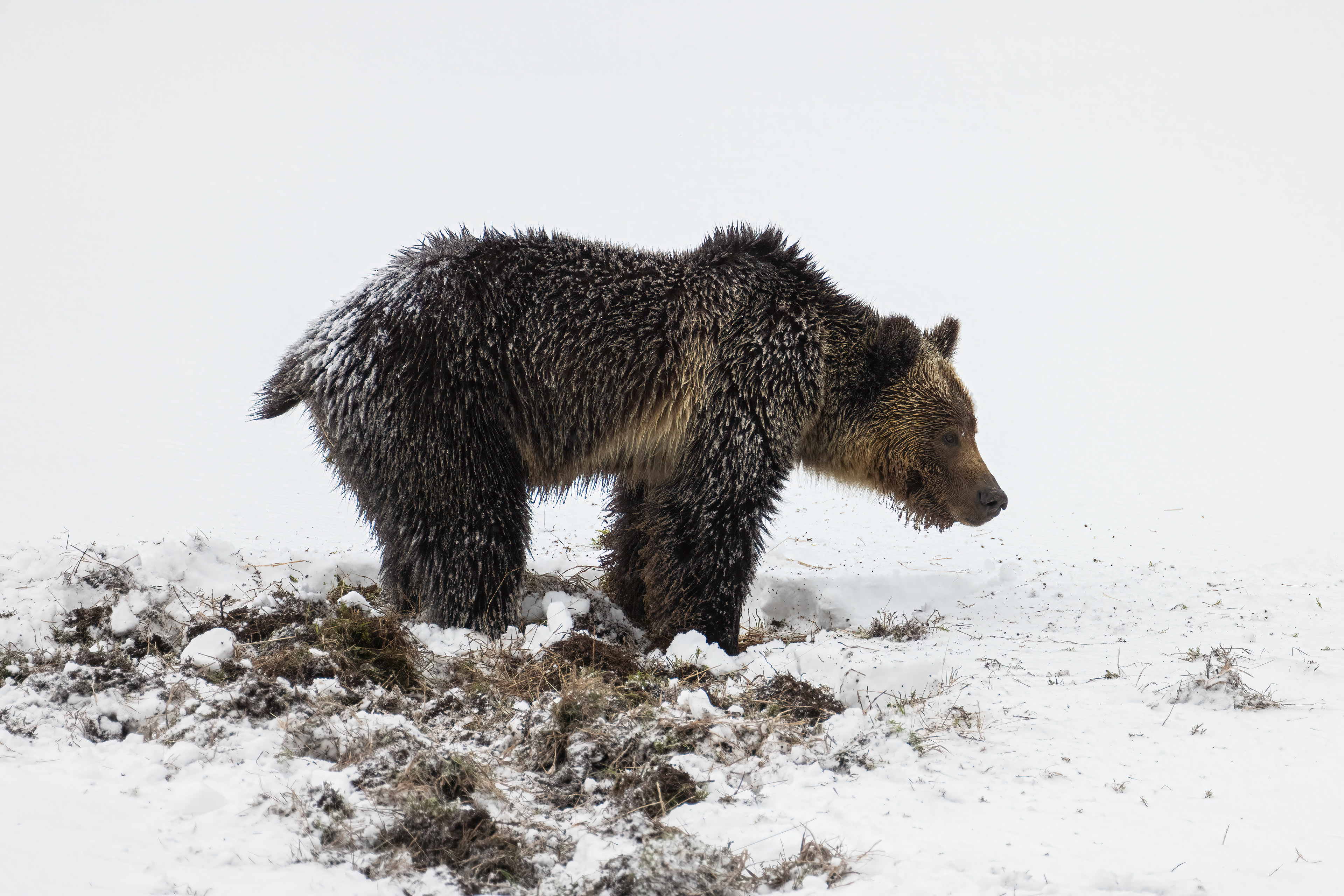 Young Grizzly Bear in Yellowstone
