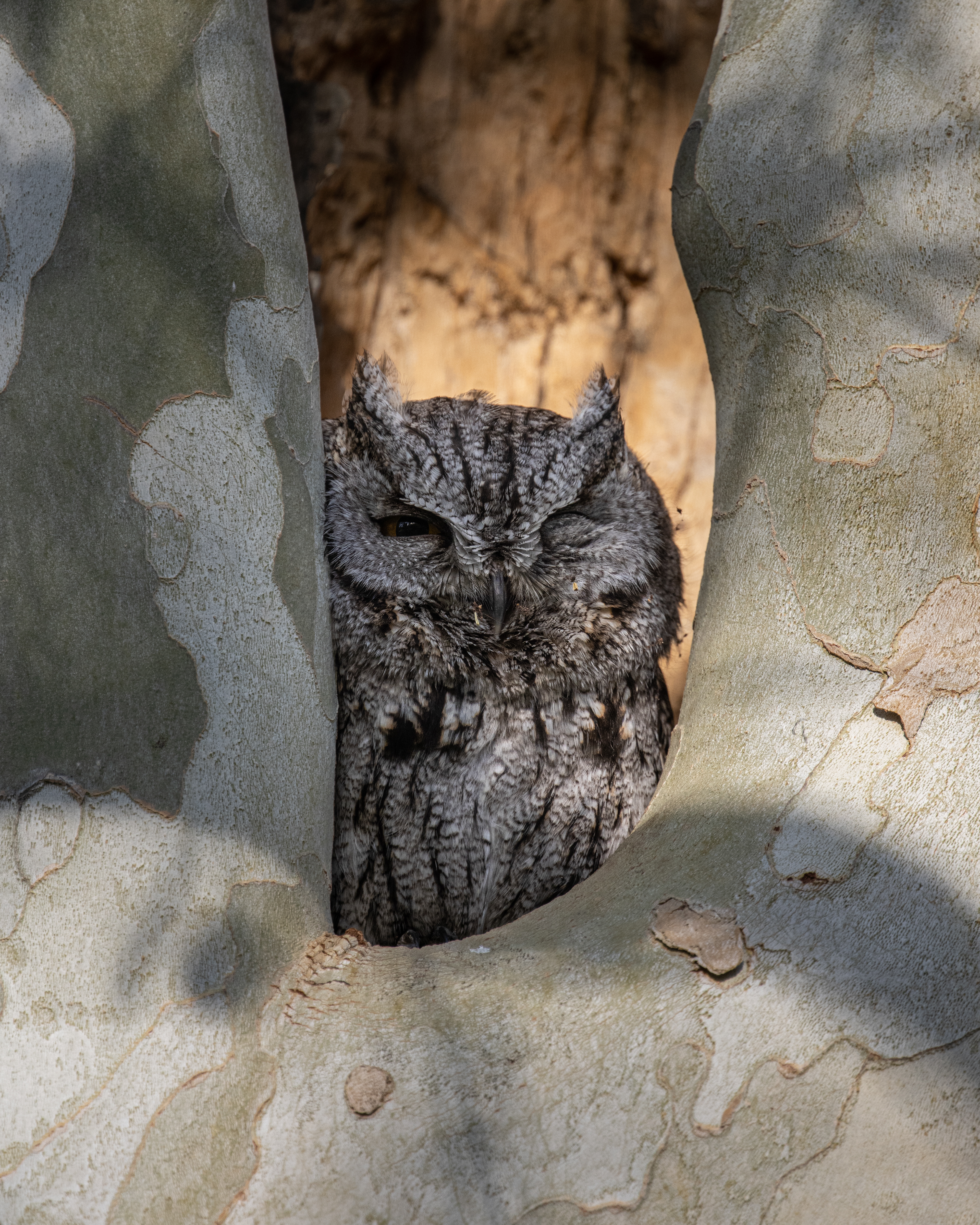Western Screech Owl