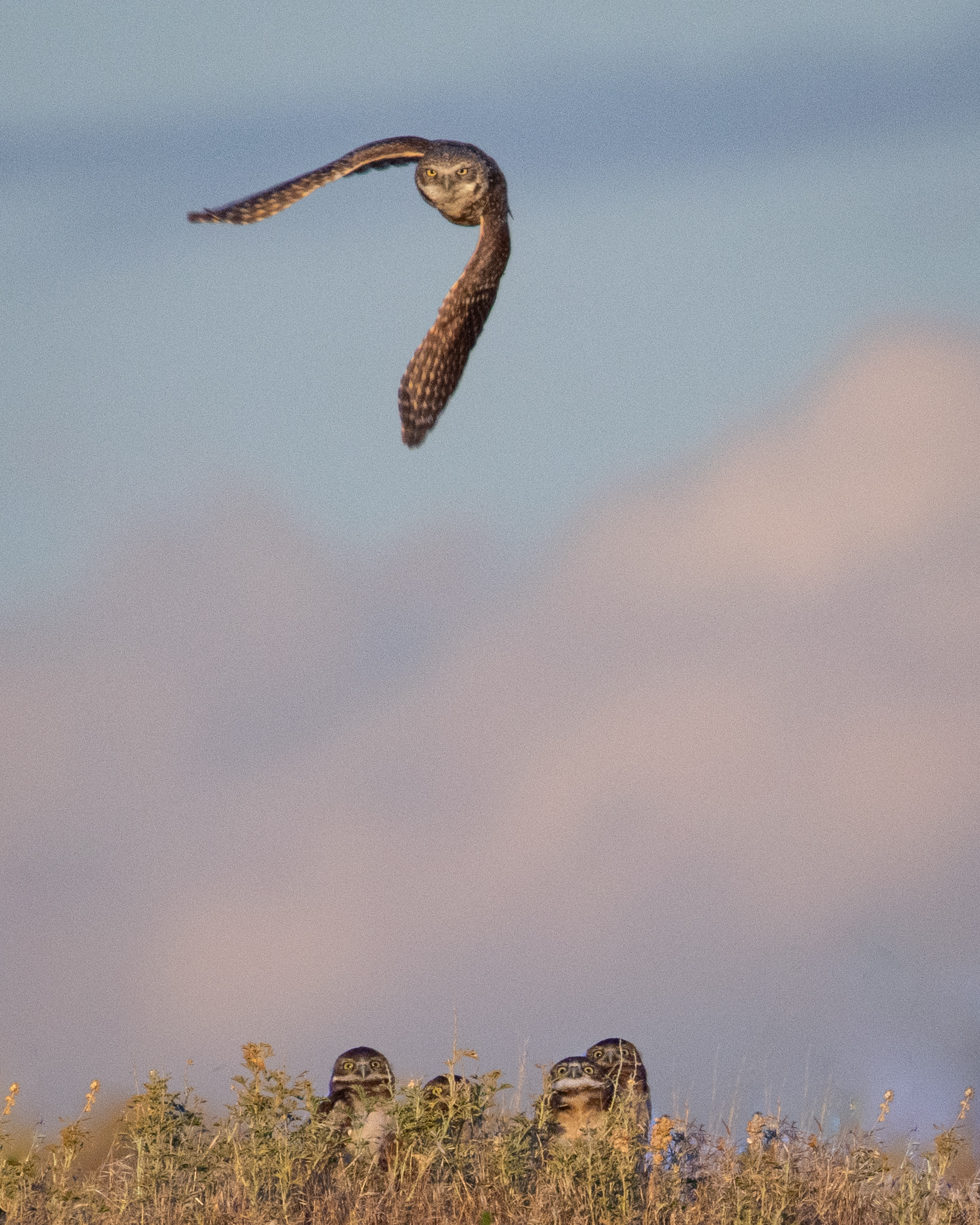 Burrowing Owl Mother and Owlets