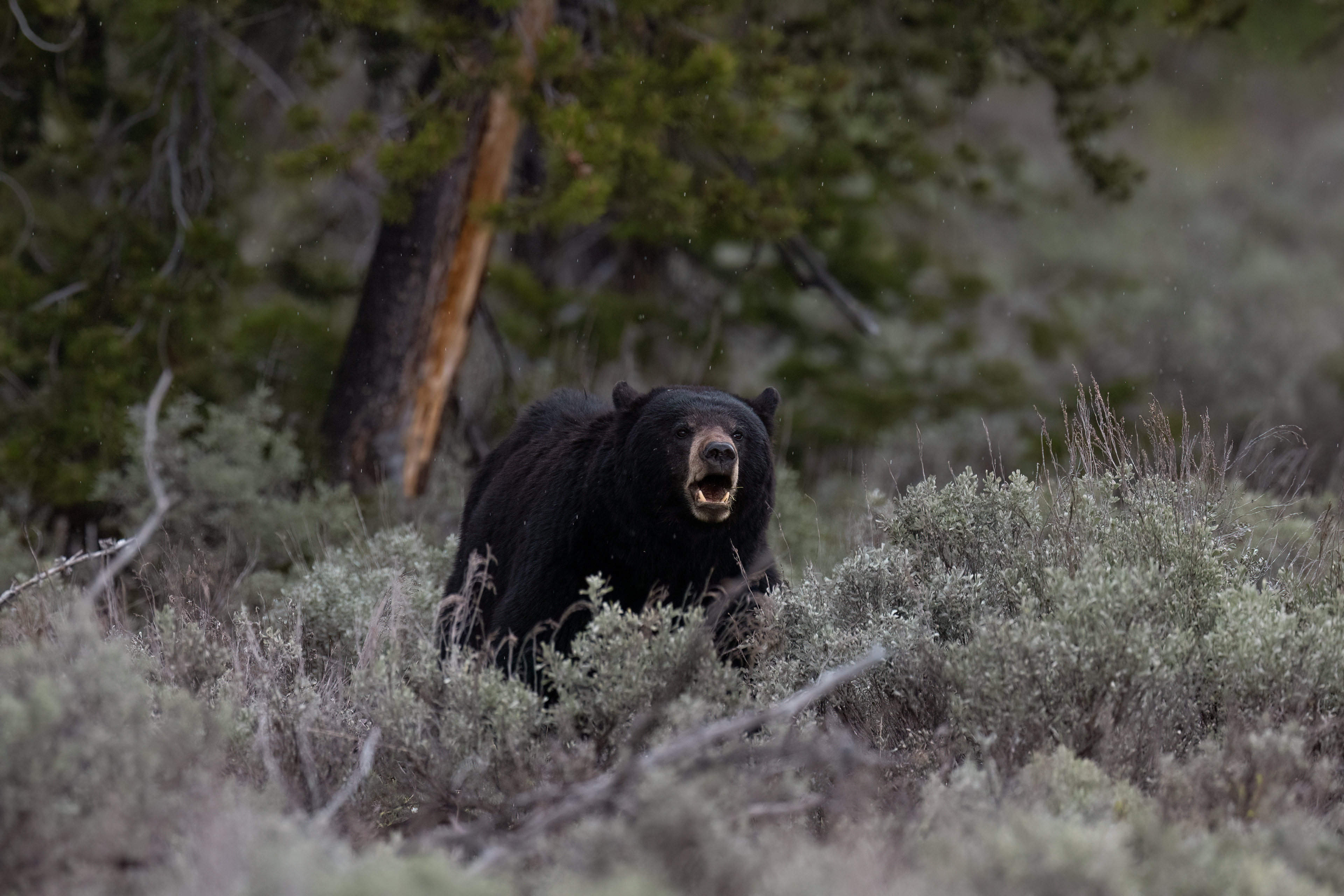 Black Bear in Teton NP