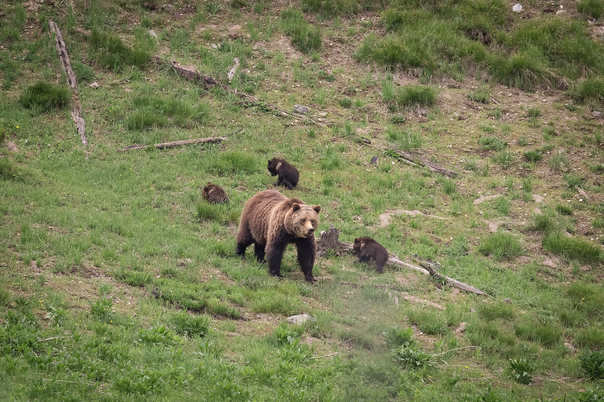 Grizzly Bear Sow (Obsidian 815) and her three new cubs