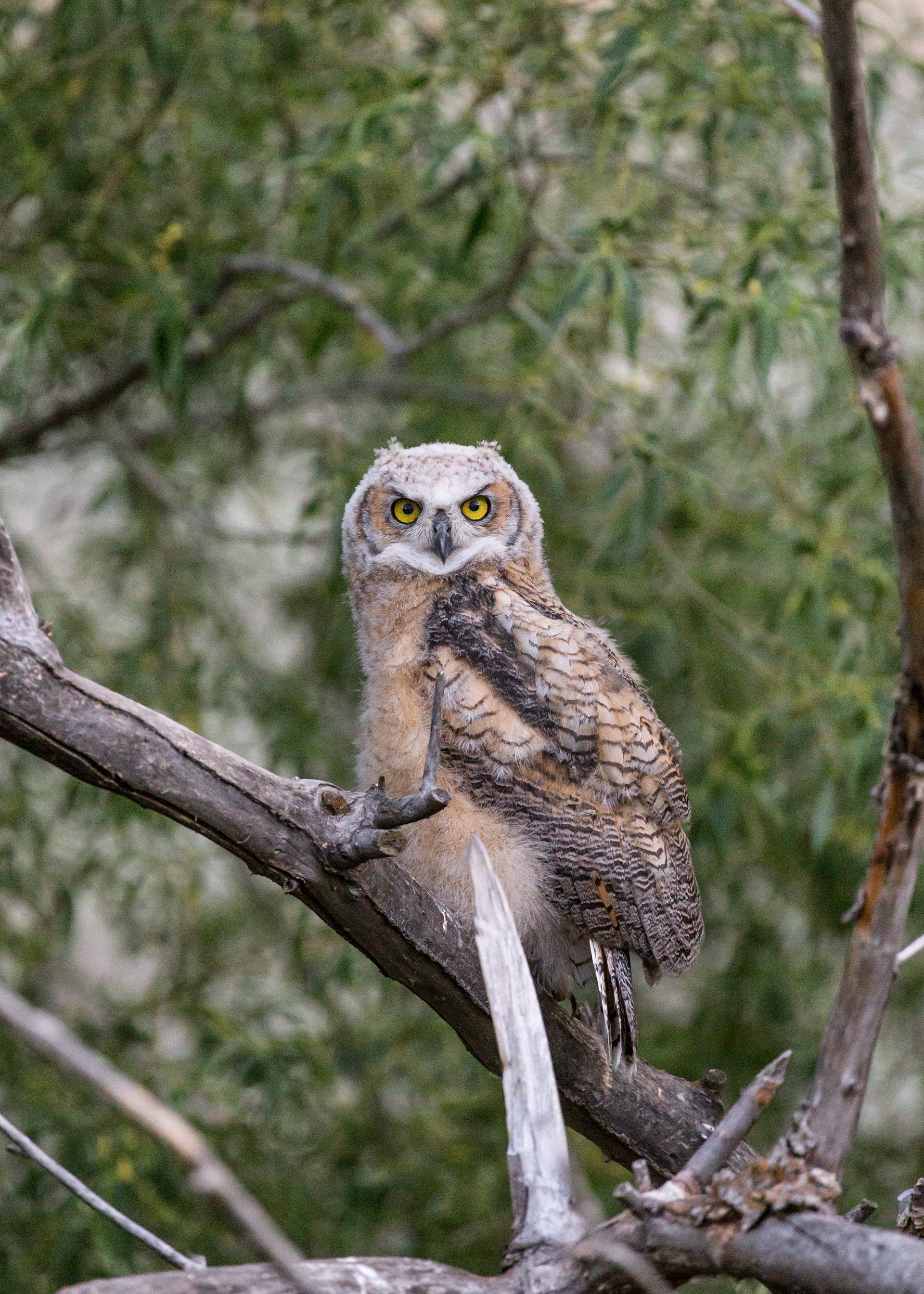 Great Horned Owlet