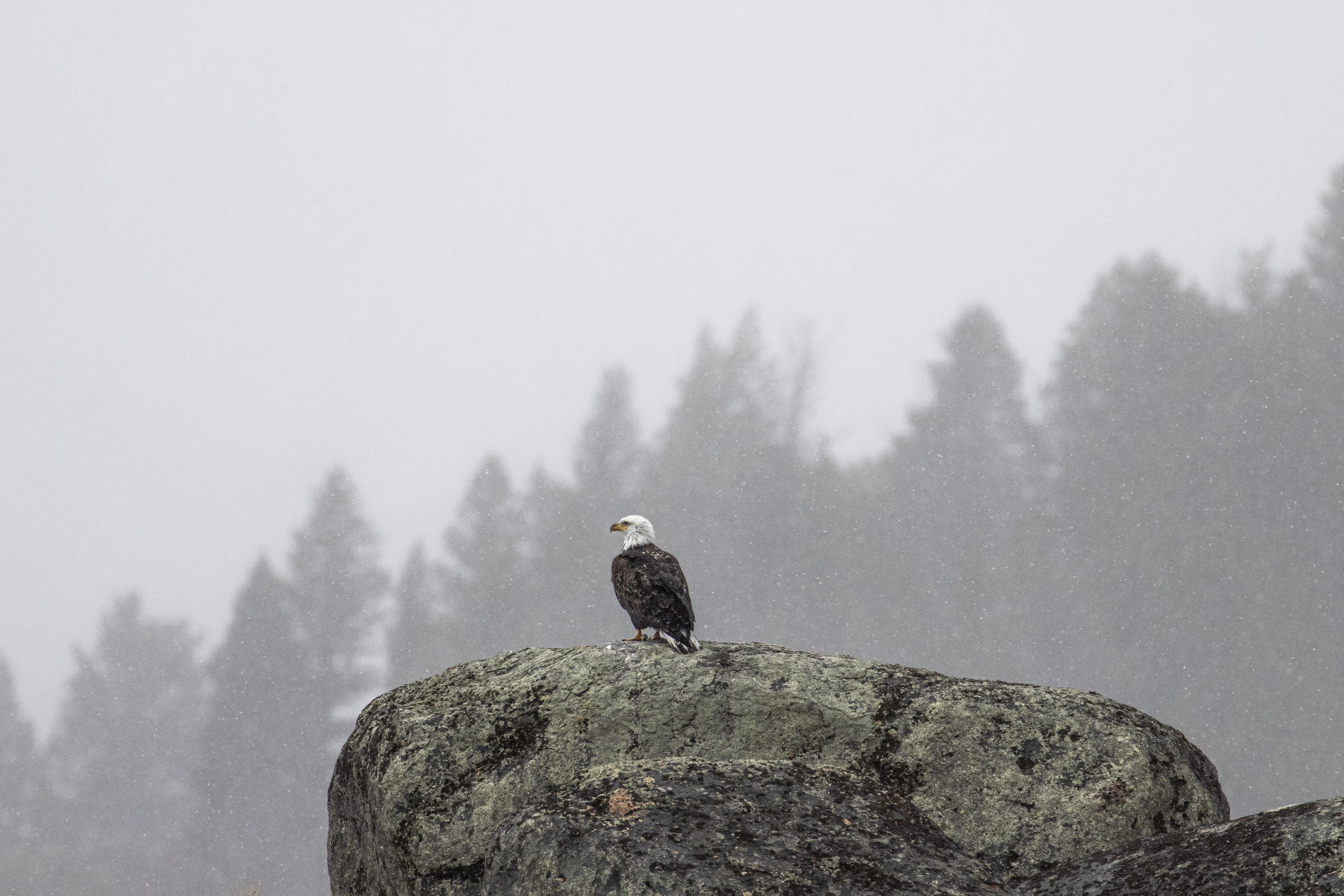 Bald Eagle in Yellowstone