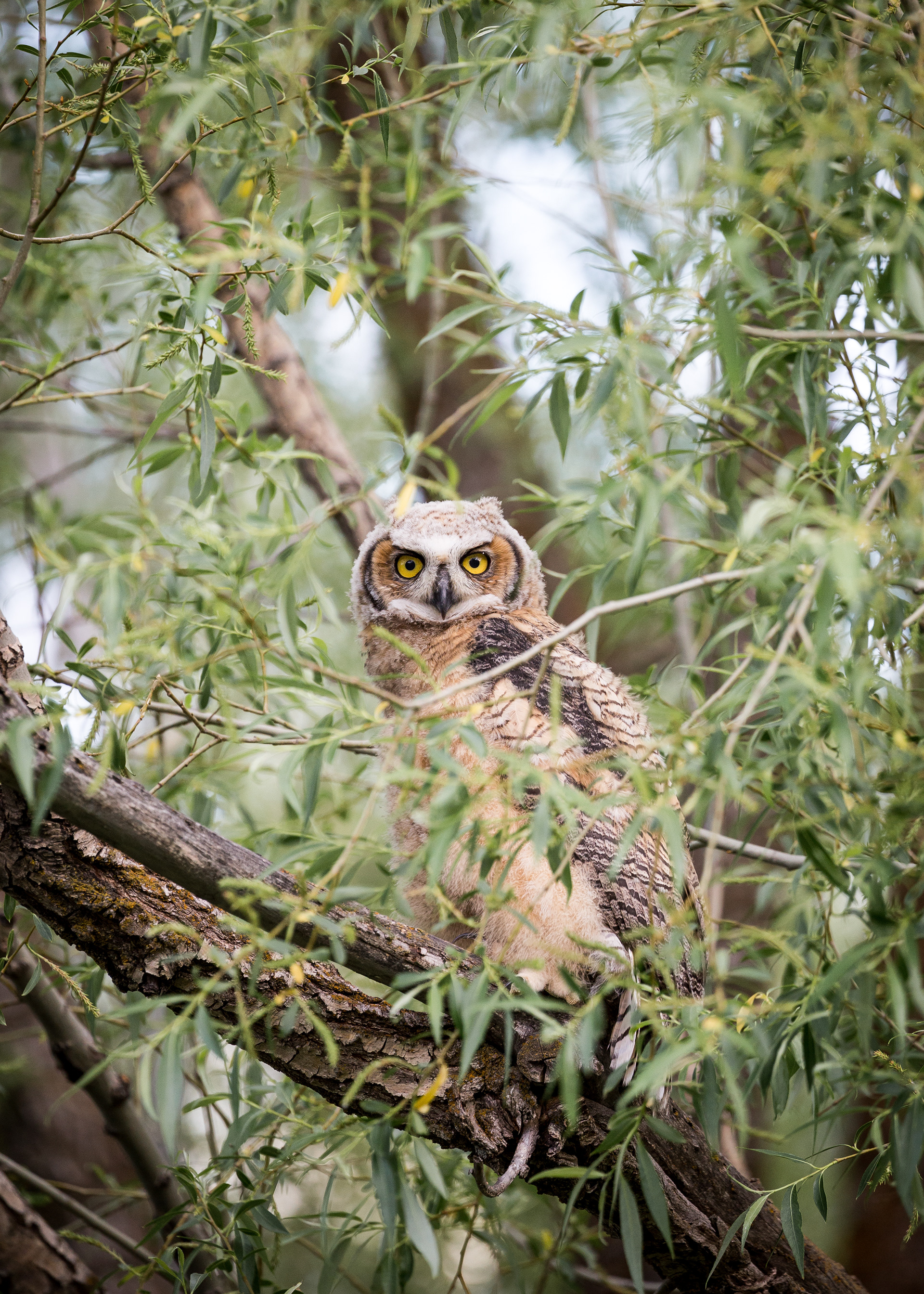 Great Horned Owlet