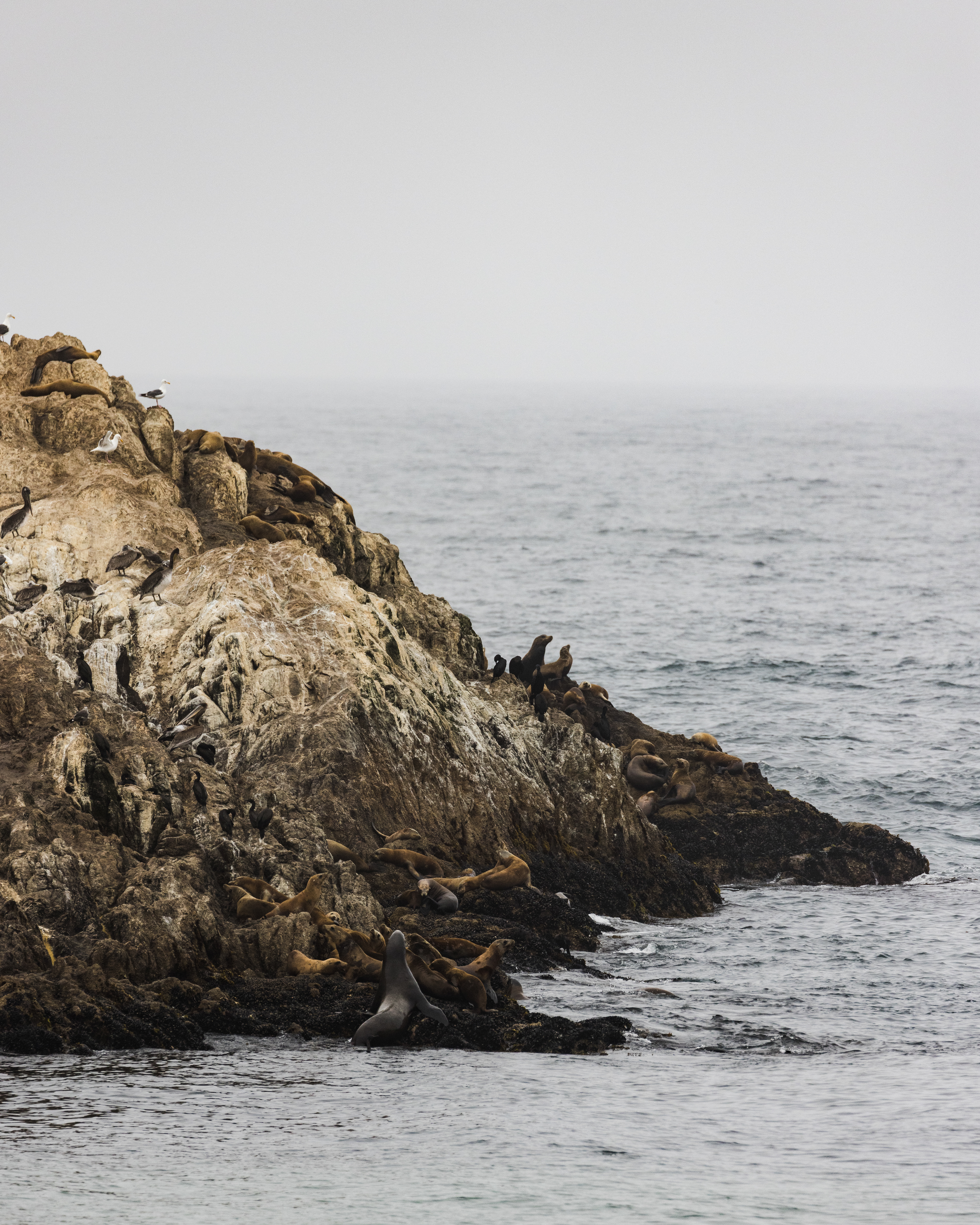 "Bird Rock" near Pebble Beach