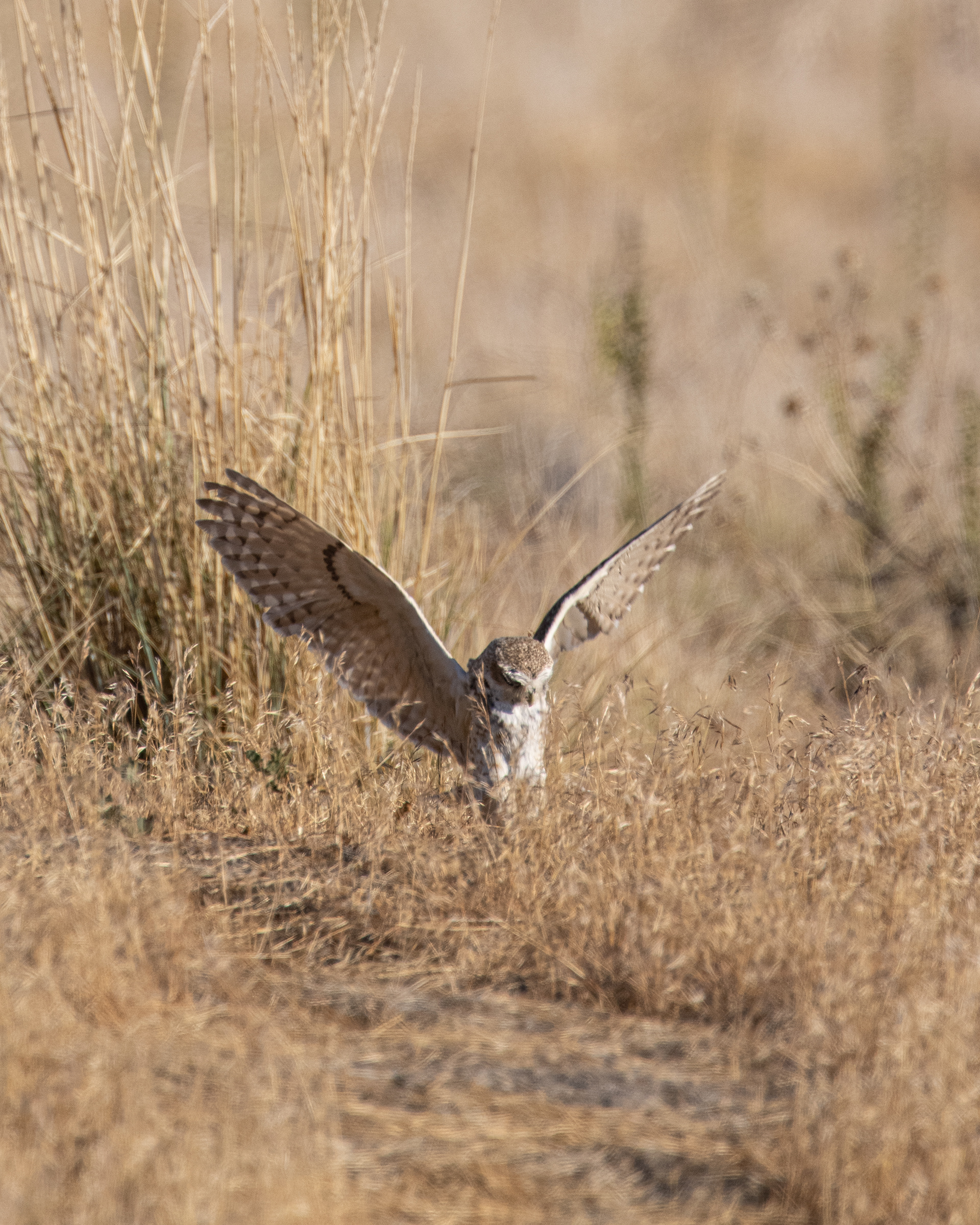 Burrowing Owl Hunting
