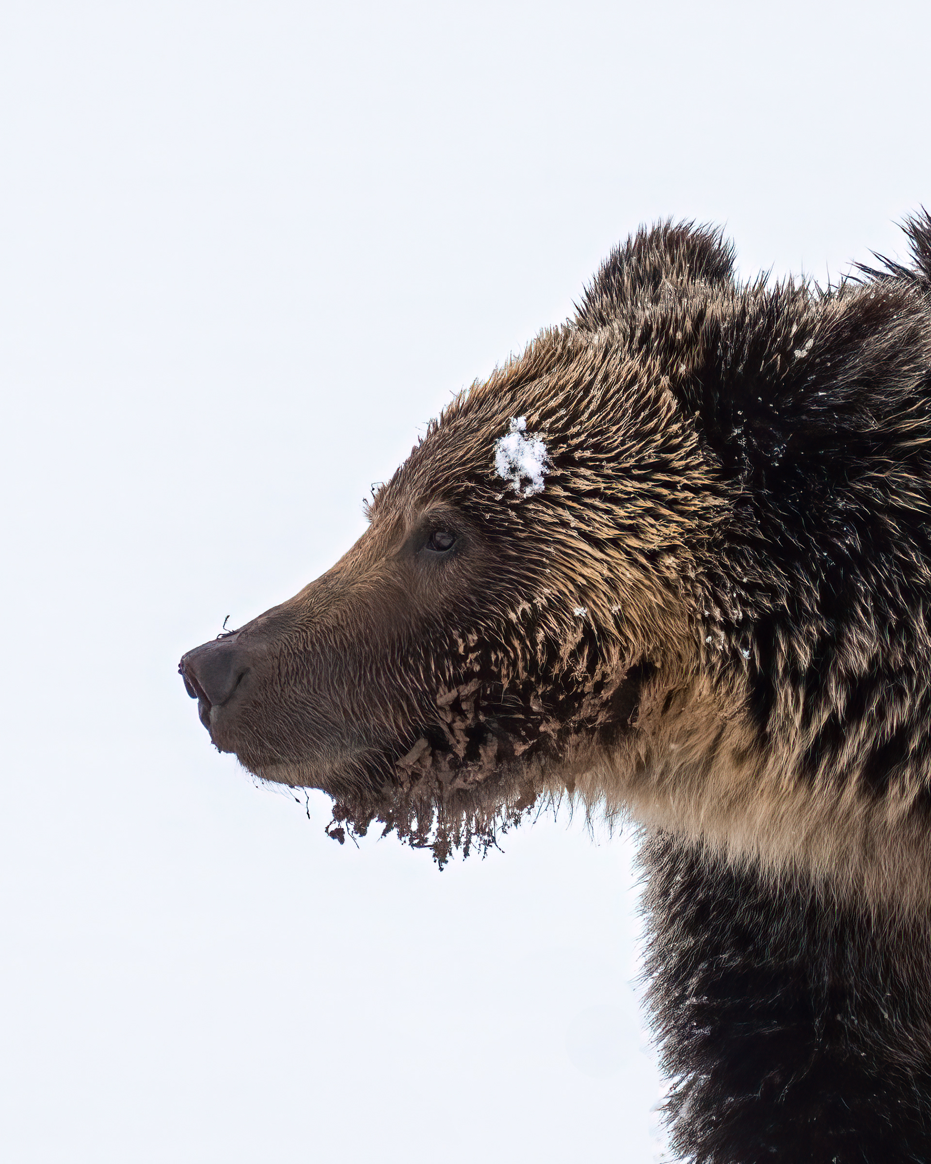 Young Grizzly Bear in Yellowstone