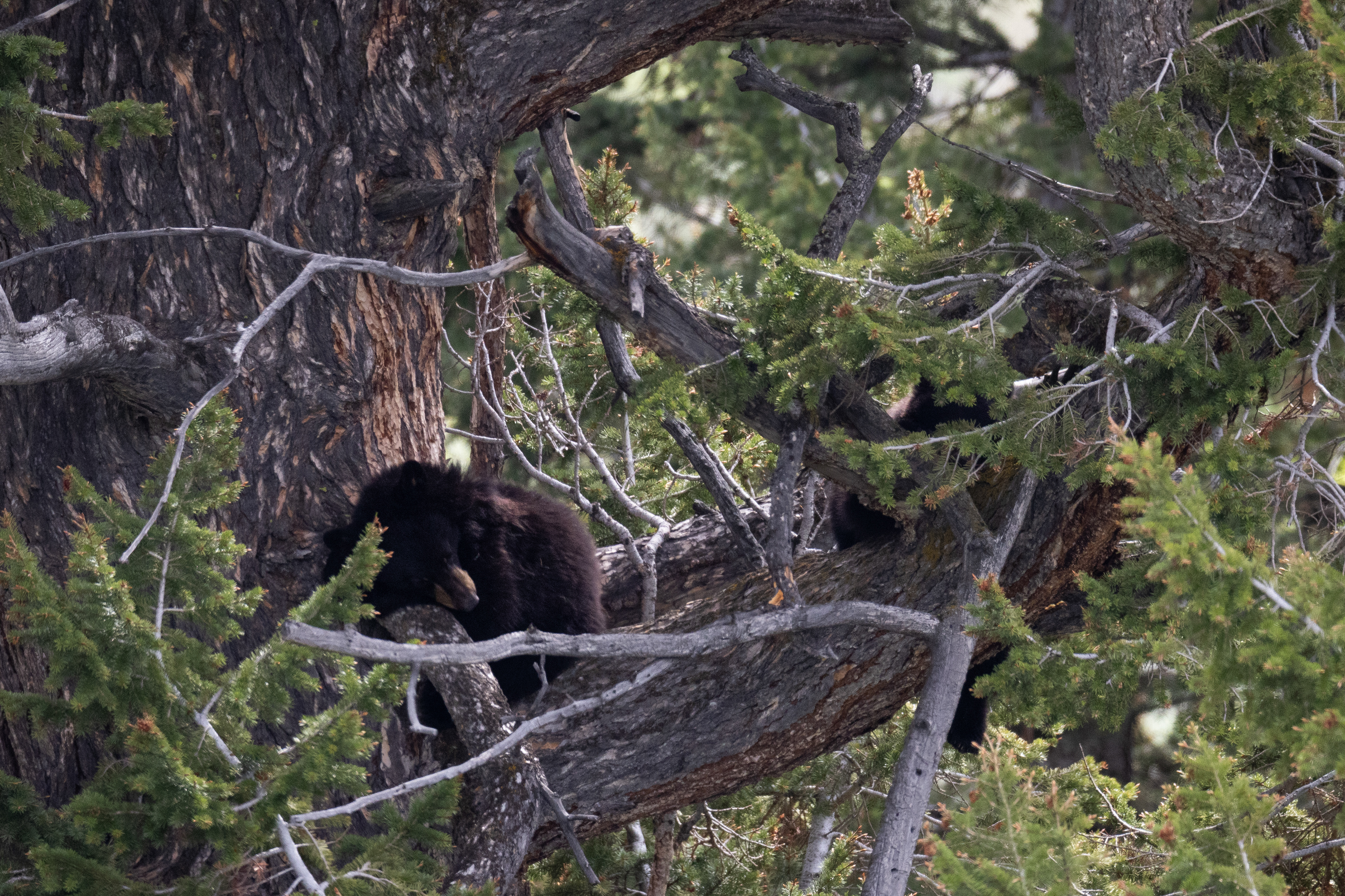Yearling black bears snoozin