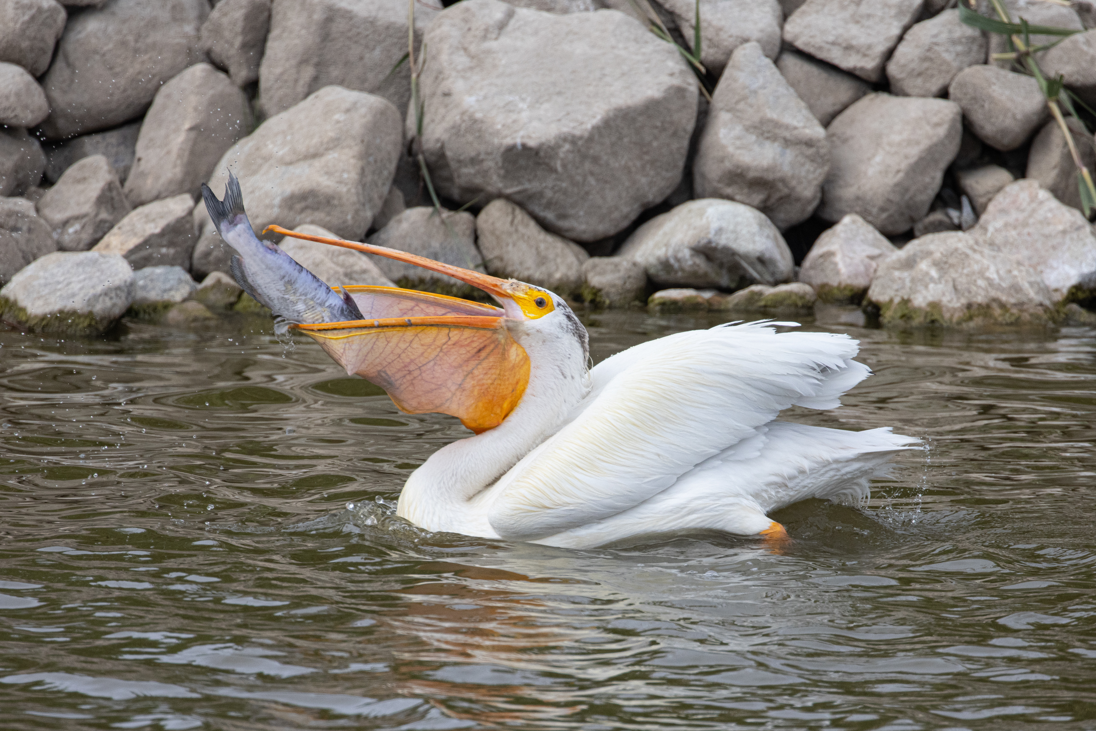 American White Pelican Eating