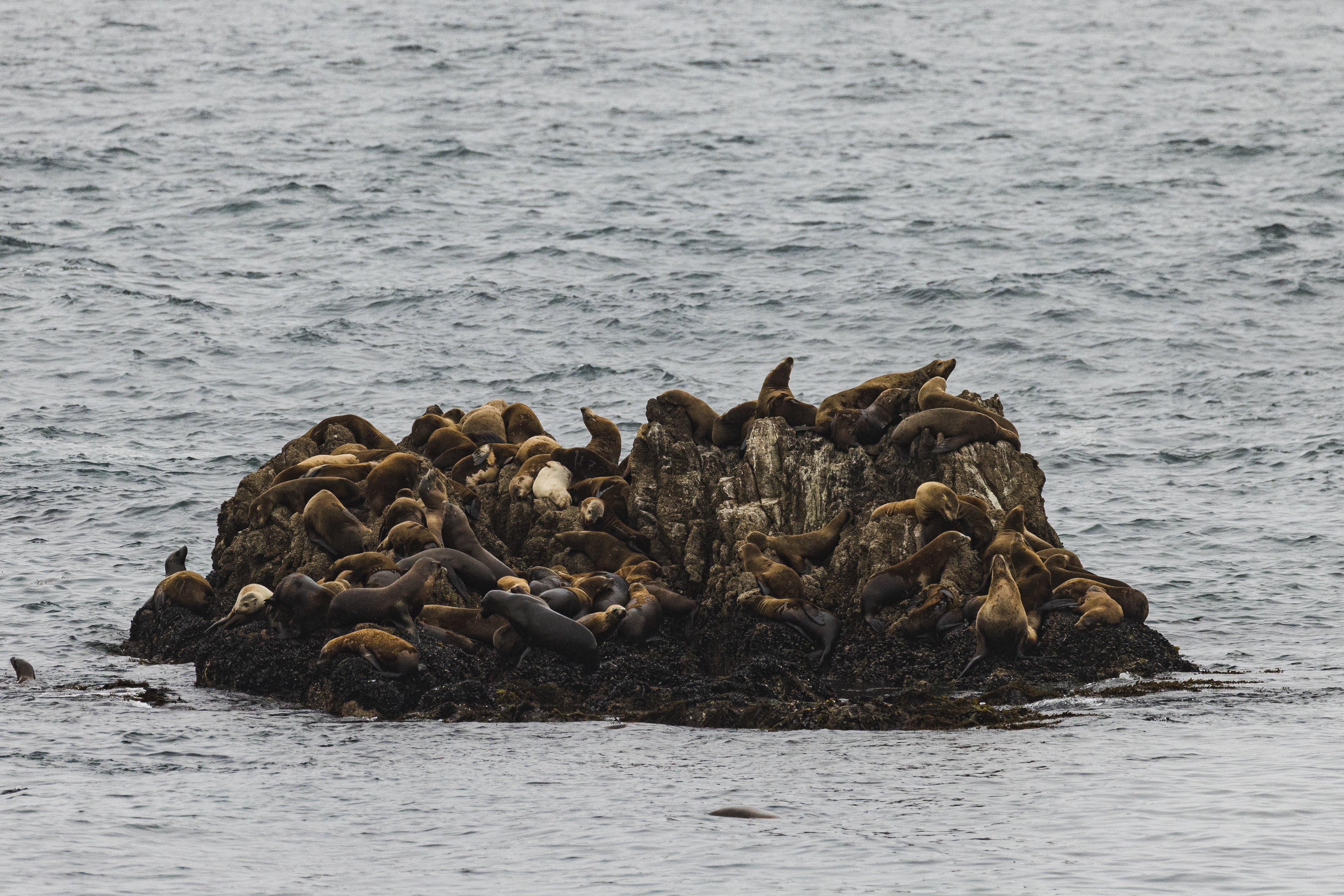 Sea Lions near Pebble Beach, CA