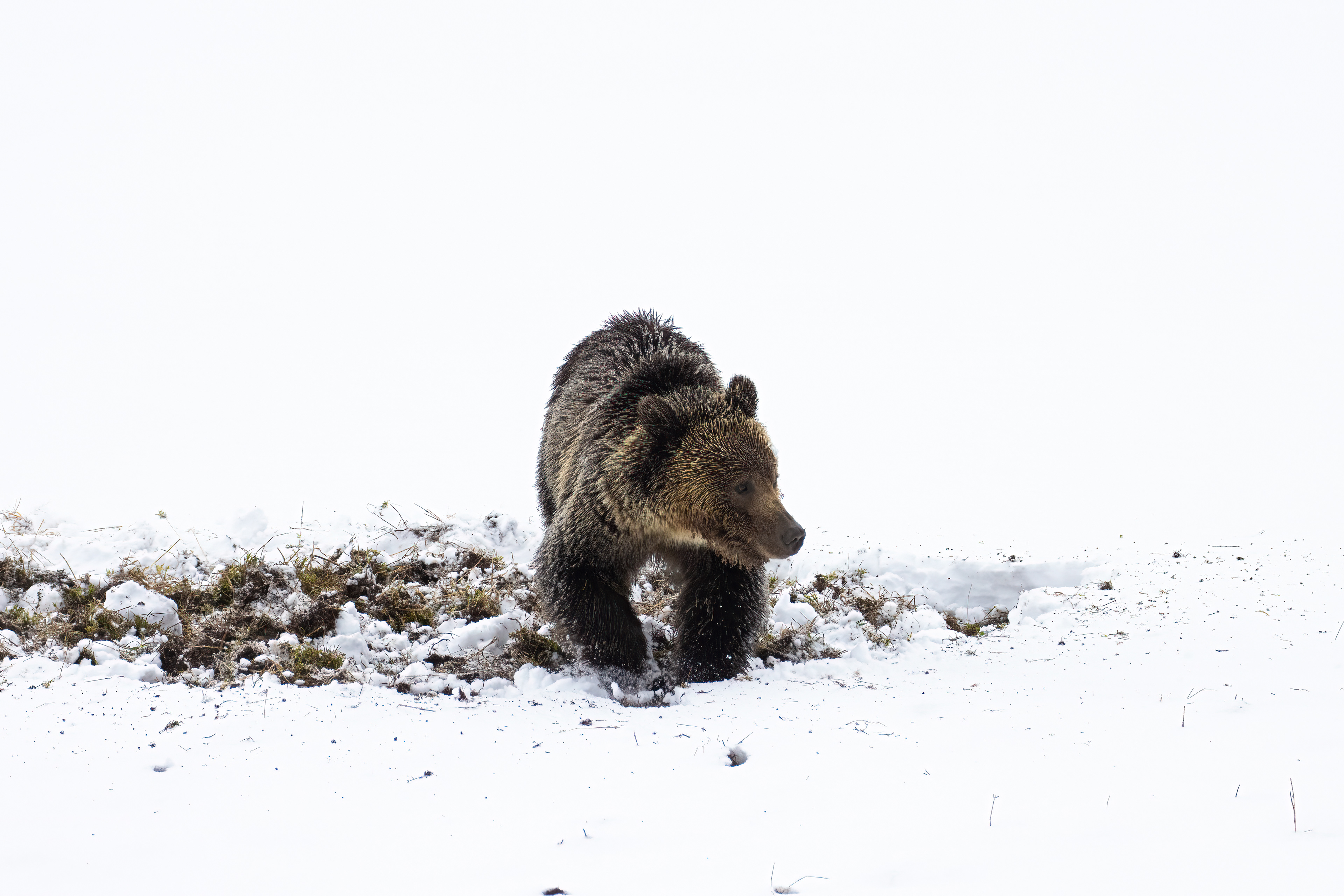 Young Grizzly Bear in Yellowstone